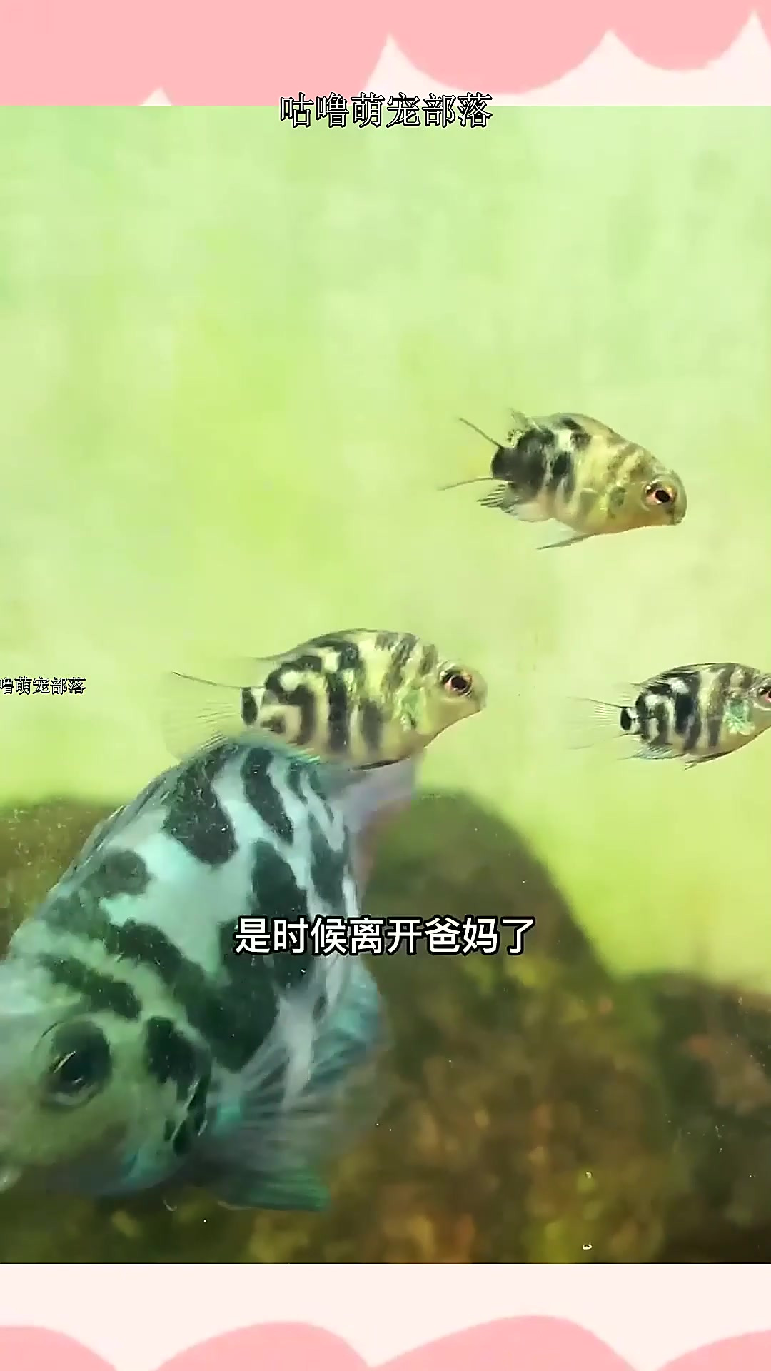 鱼缸气动底沙过滤,适合饲养小型鱼~