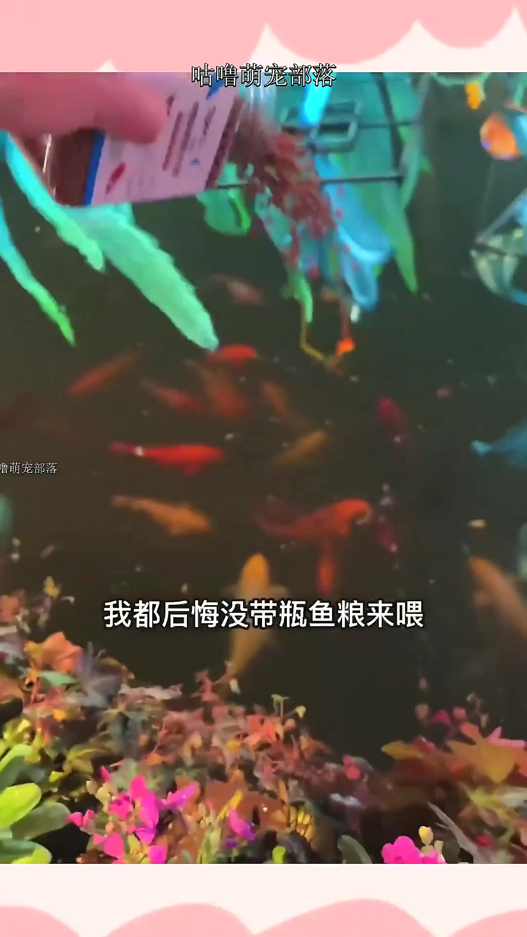 如果前天在公园喂鱼的小朋友看到这条视频,叔叔跟你们说声对不起