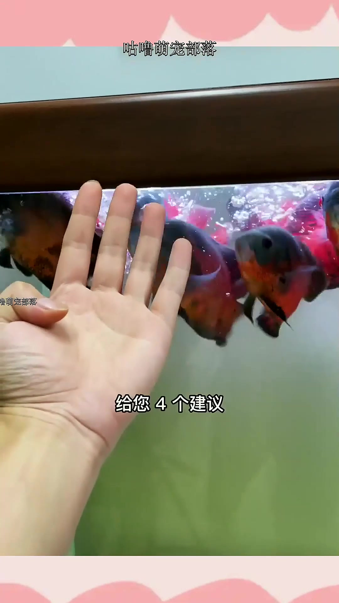 选购底滤鱼缸,掌握这4条,在水族市场横着走