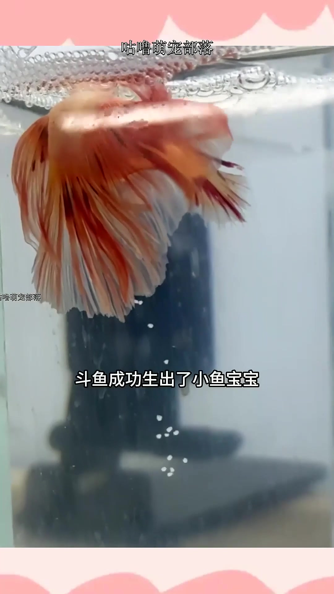 泰国斗鱼如何孵化小鱼宝宝,30天生小鱼过程全纪录!看完会发