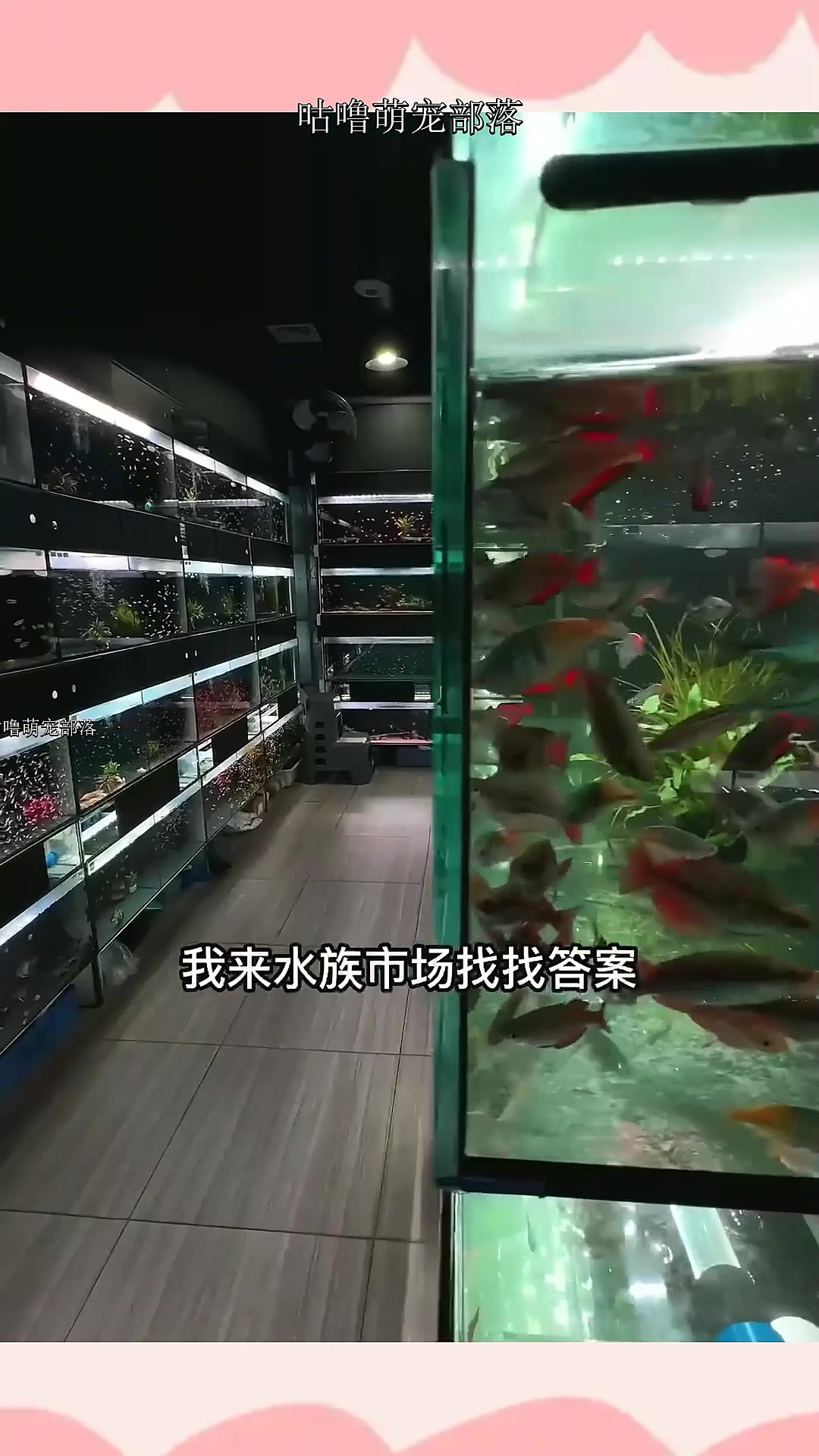 黑色背景纸可以使鱼缸更加有吸引力,还可以提供更好的鱼缸环境