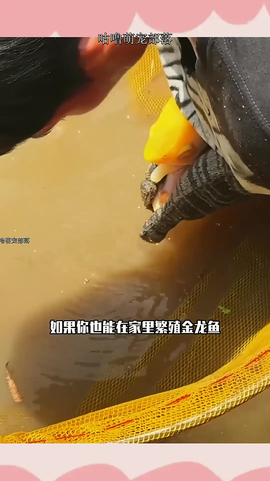 在金龙鱼的原产地,观看繁殖小龙鱼!如果你在家也能完成此操作