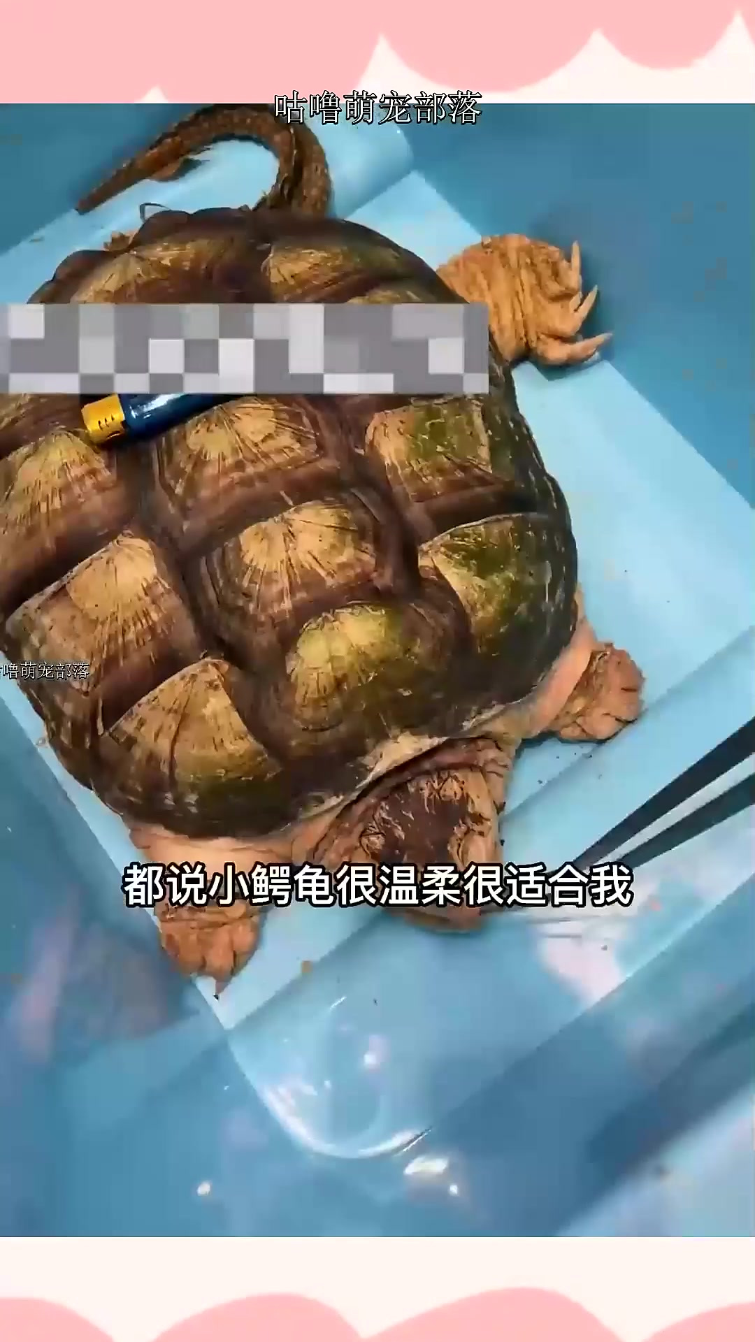 小鳄龟即将抵达~