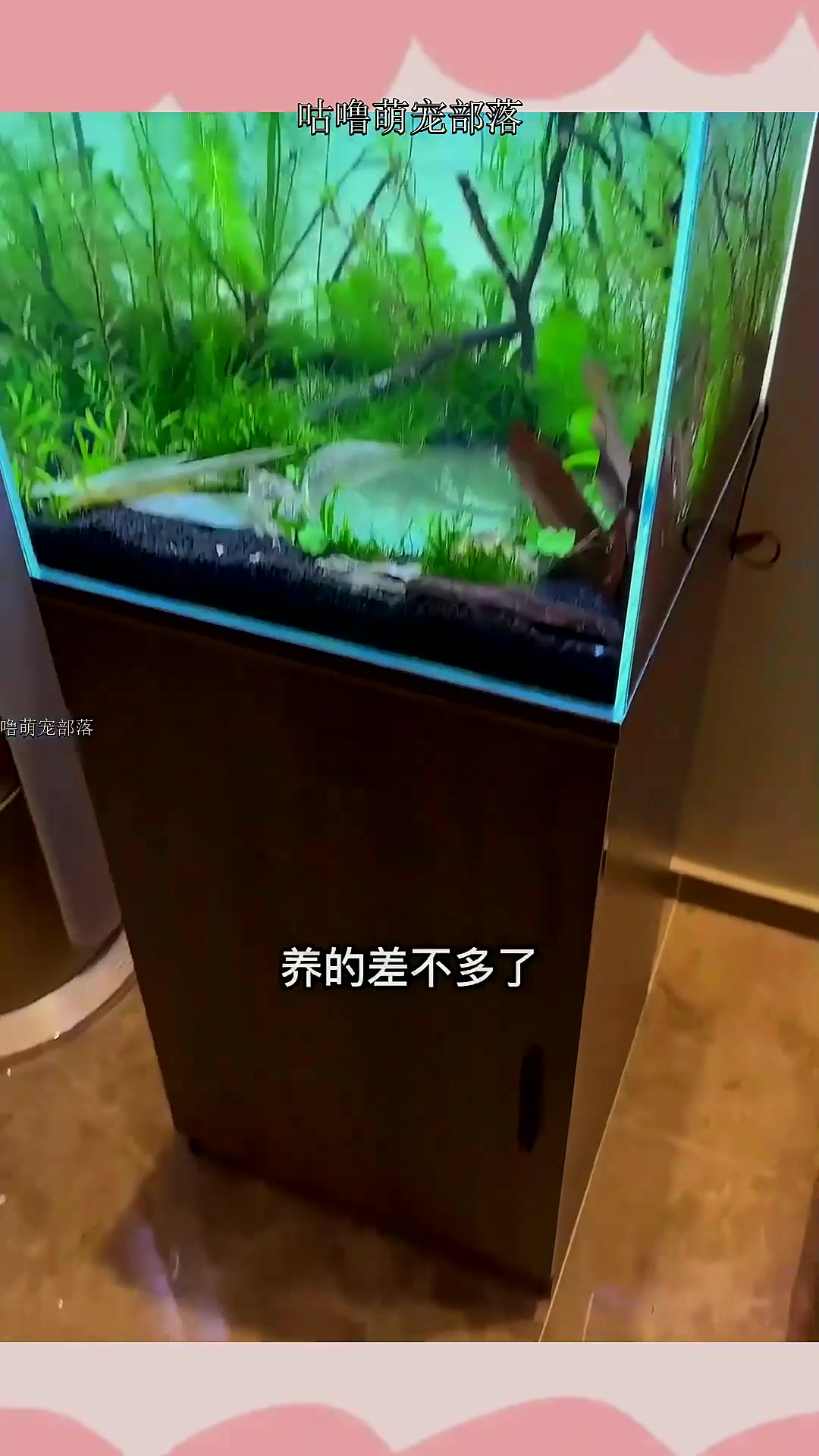 我的鱼缸里有湖泊,也不知道小鱼们见过没有~