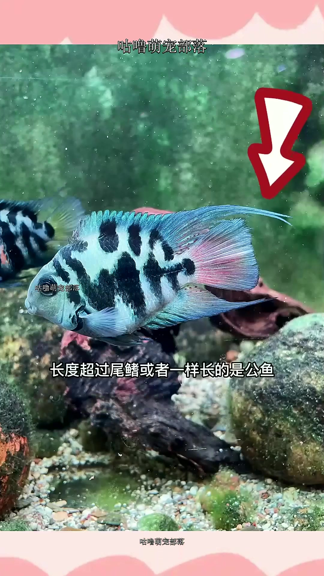 迷你鹦鹉鱼如何分公母,辨别雌雄