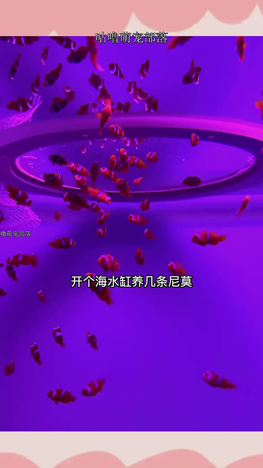 开缸养小丑鱼,其实还挺简单的啊~