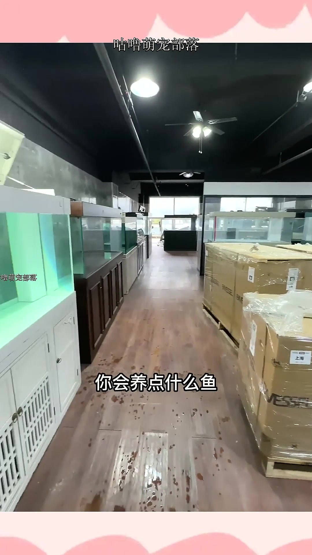 逛上海水族鱼市,看7080后会买什么鱼!其中有条鱼像二哈?现