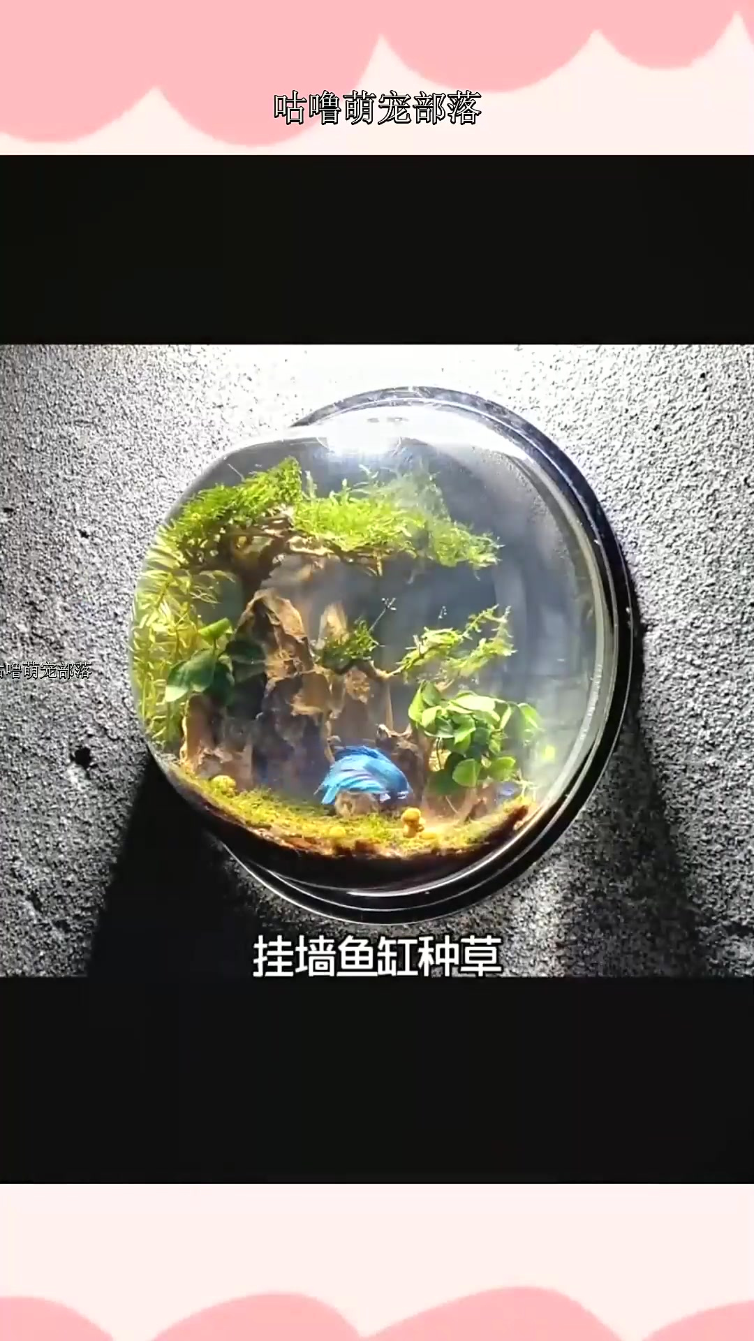 可以挂在墙上的鱼缸,果断整一个,枯藤老树昏鸦风格
