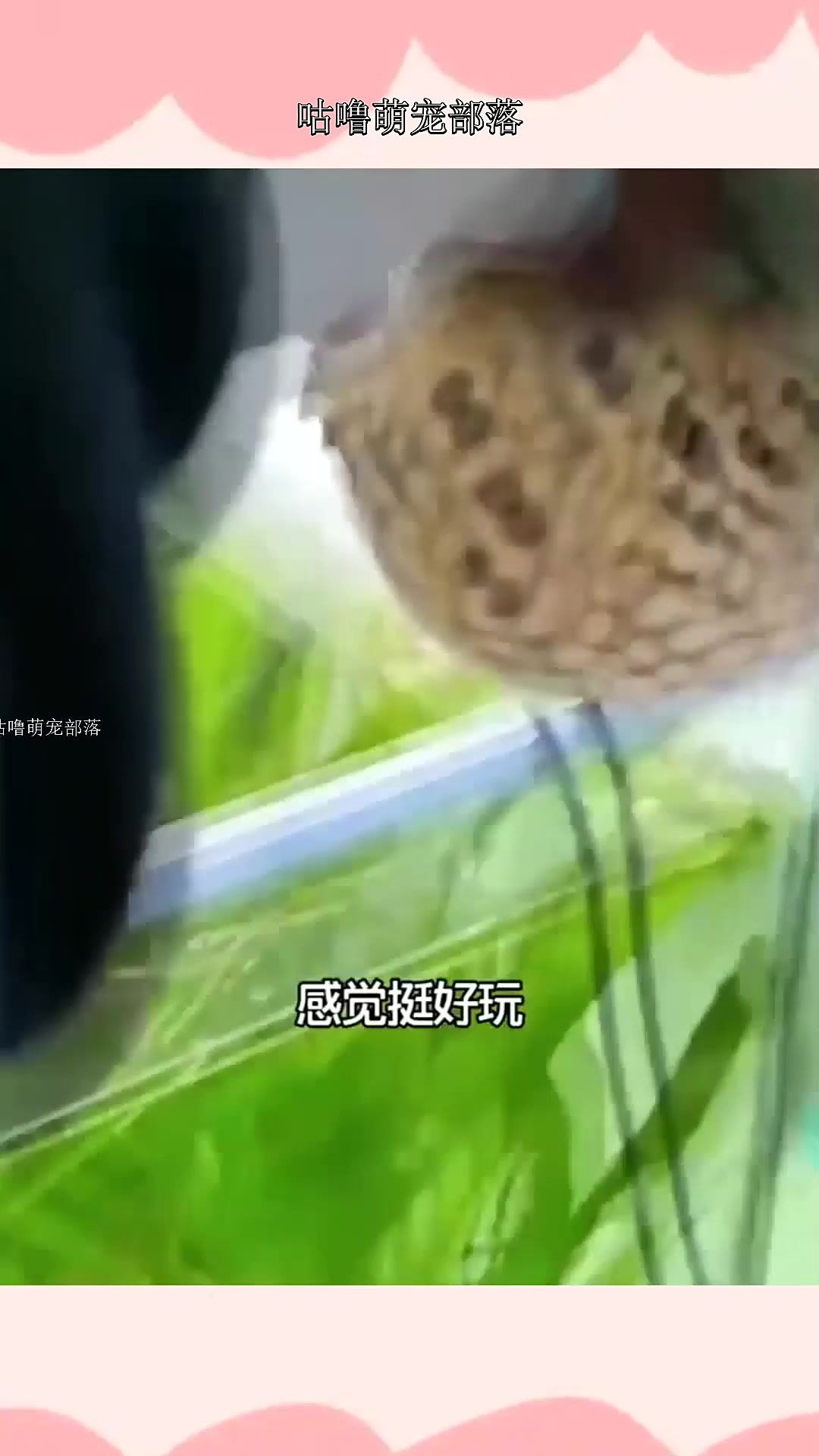 巧克力娃娃,也算迷你小狗头吧,会不会鼓成小皮球呢
