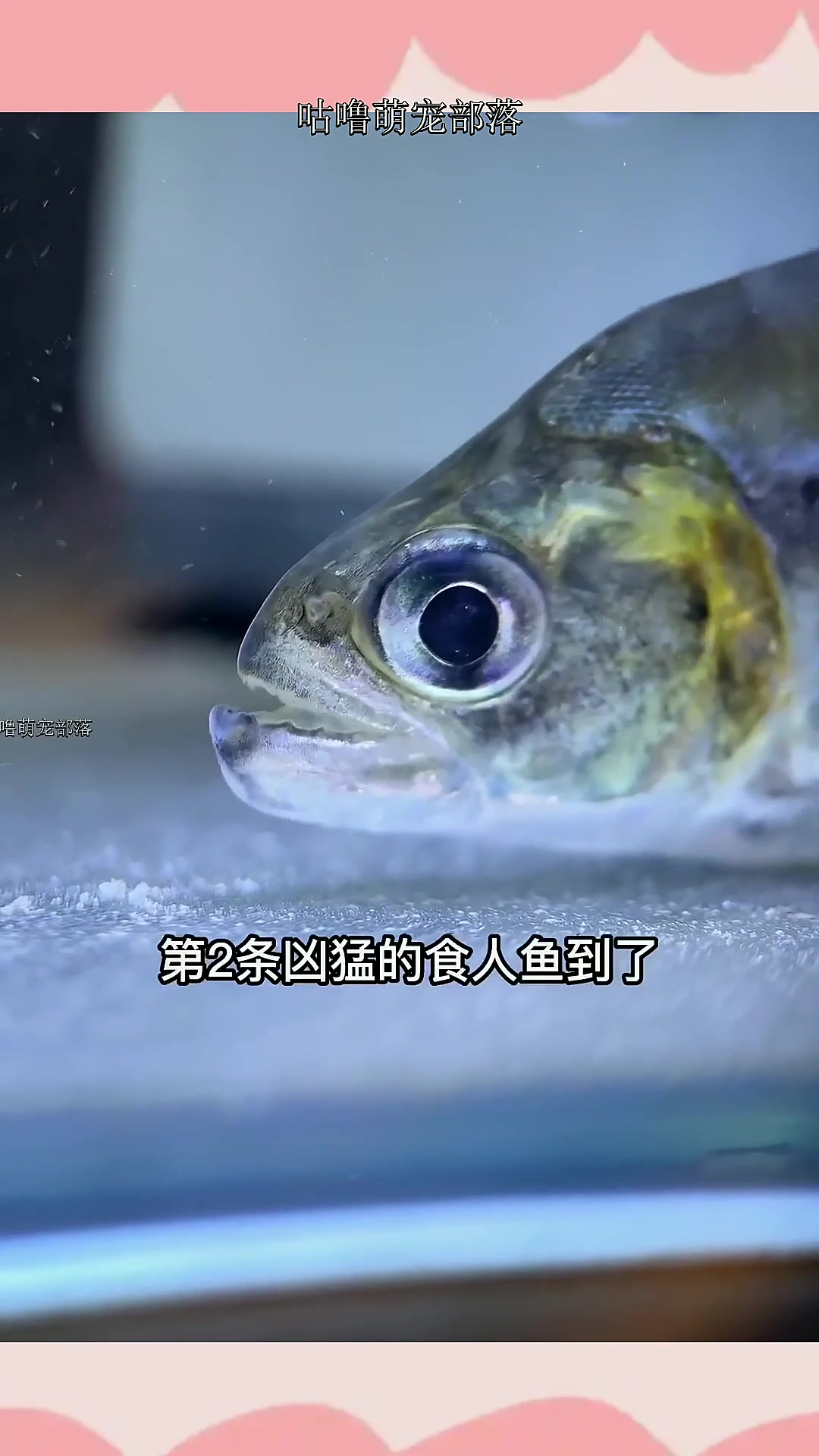 食人鱼到家,给它吃点啥比较好?