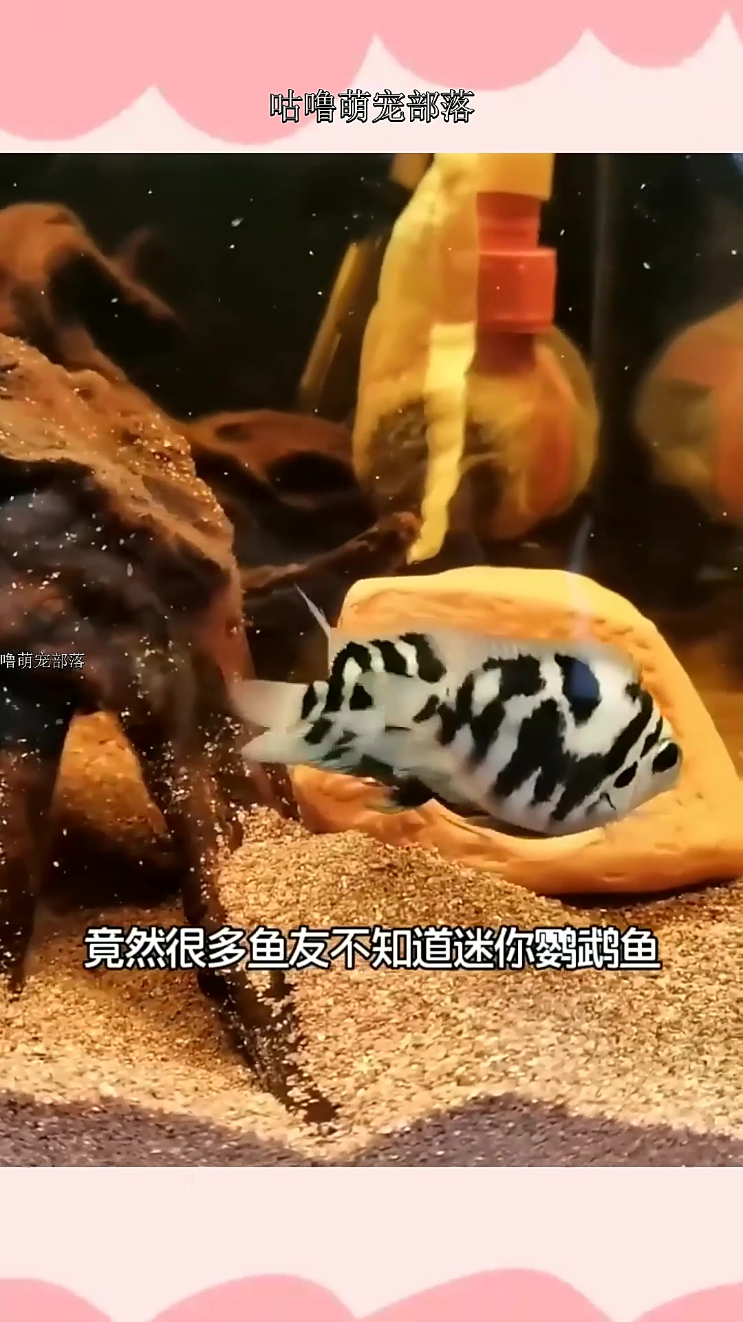 既然很多鱼友不会区分迷你鹦鹉鱼公母,那就看这3点,您学会了嘛