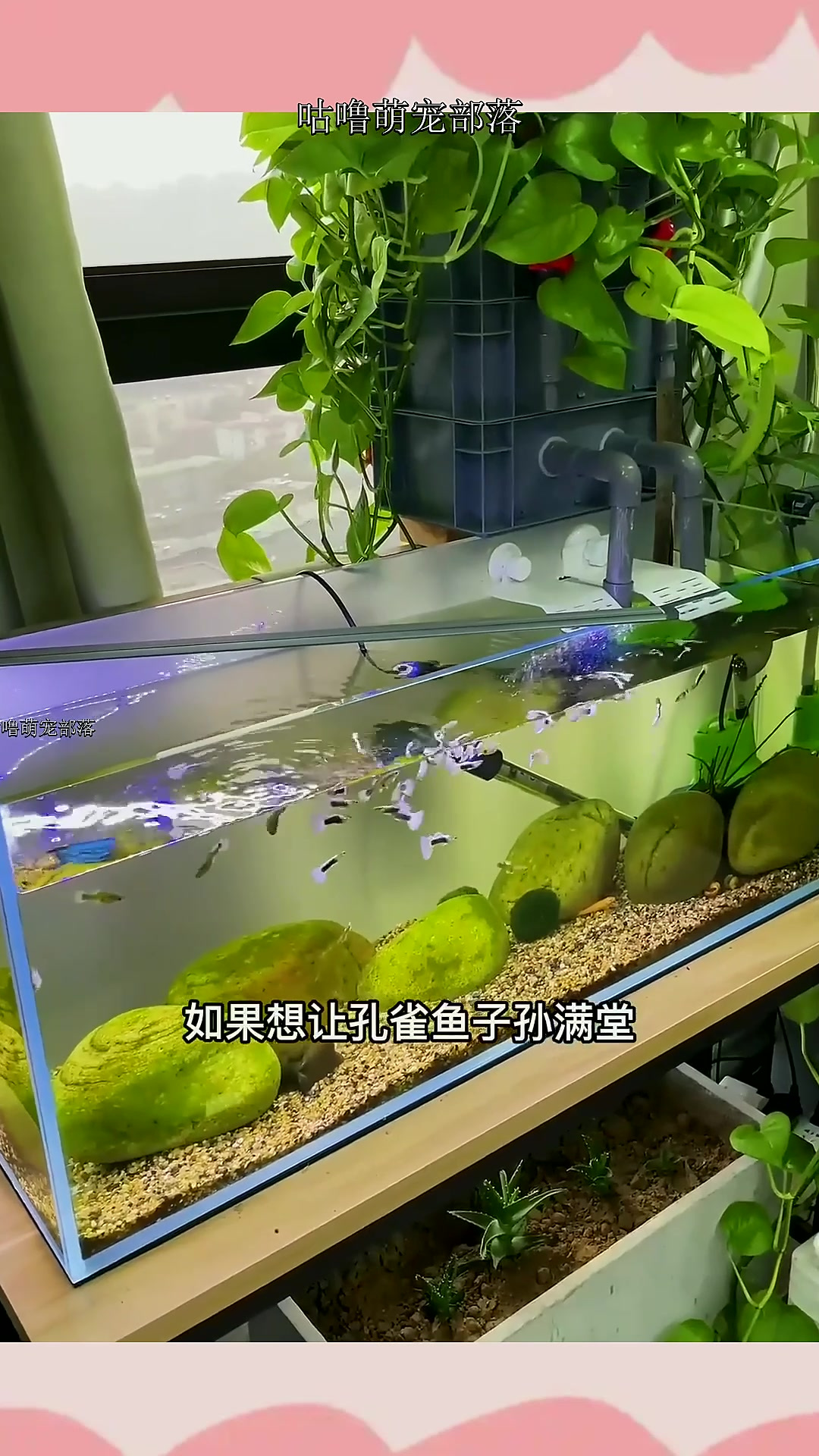 孔雀鱼繁殖爆缸的小秘密~