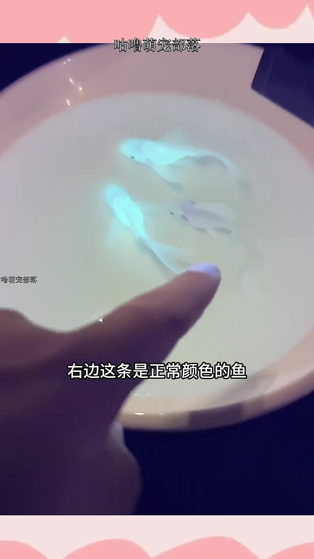 会发光的小鱼,有点意思,能否搞点大鱼?