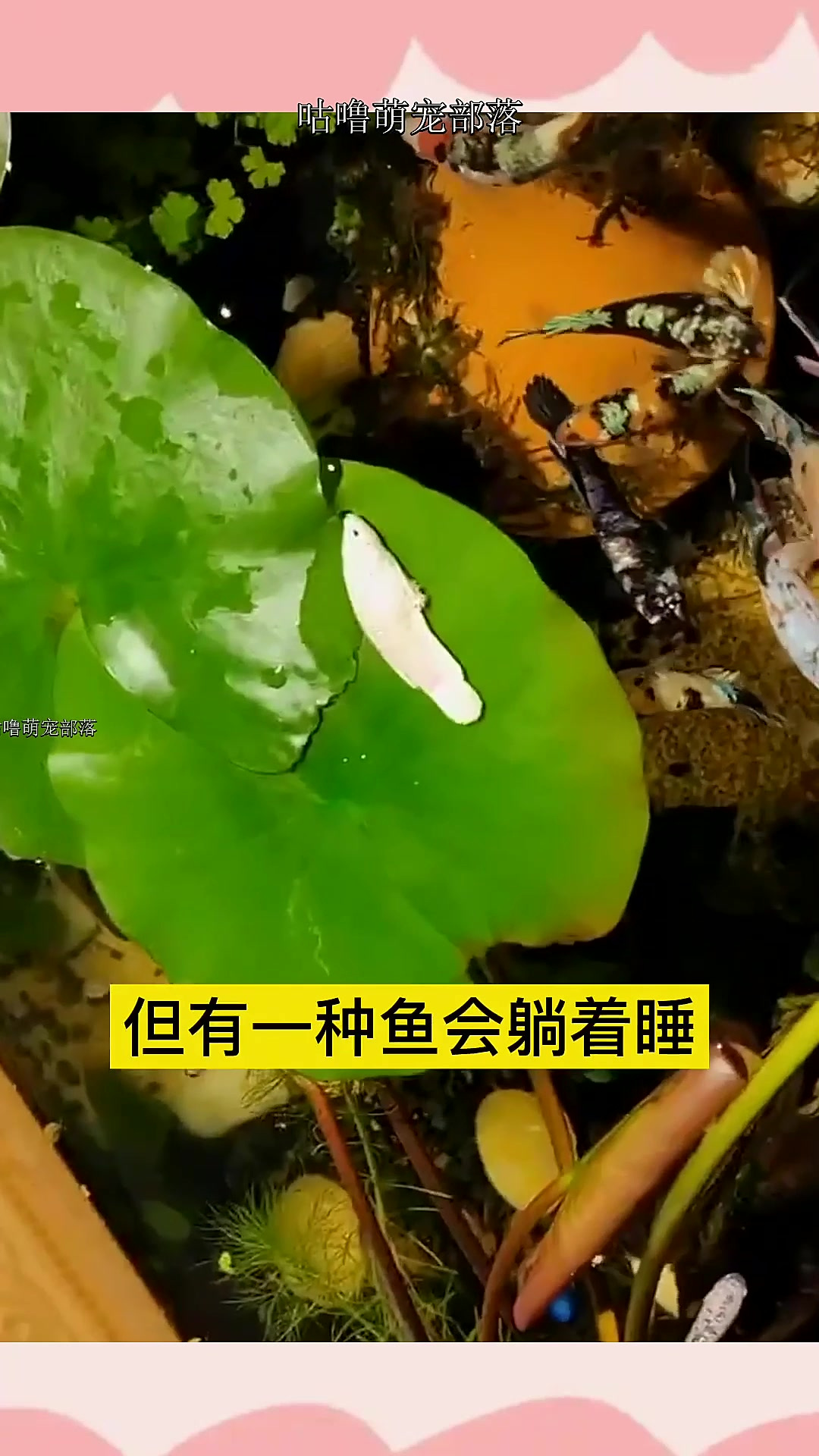 这种鱼真会享受,睡觉要拿叶子当床~