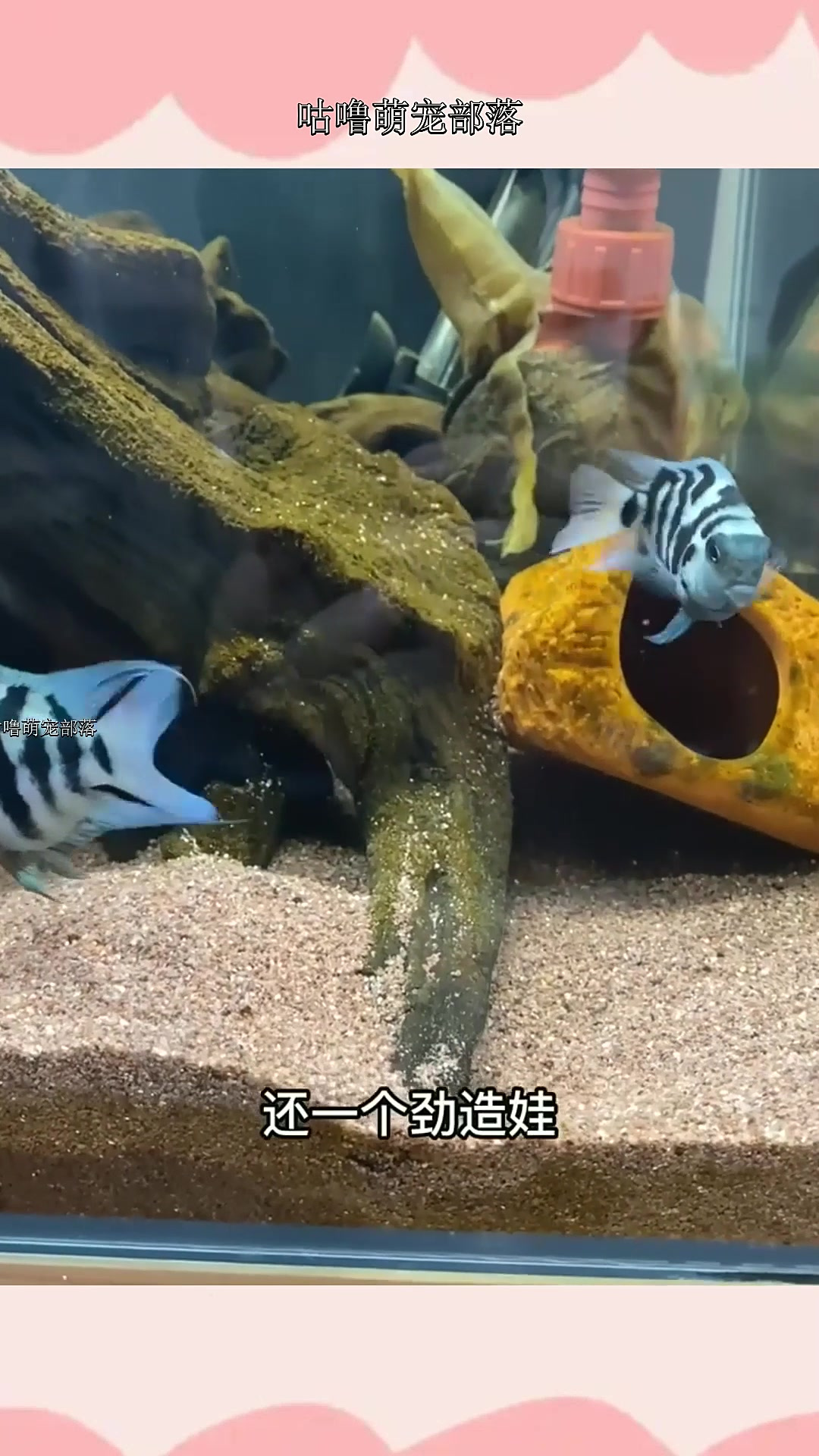 这对迷你鹦鹉鱼不会带娃,我只好披挂上阵饲养小鱼,鱼友们给点改