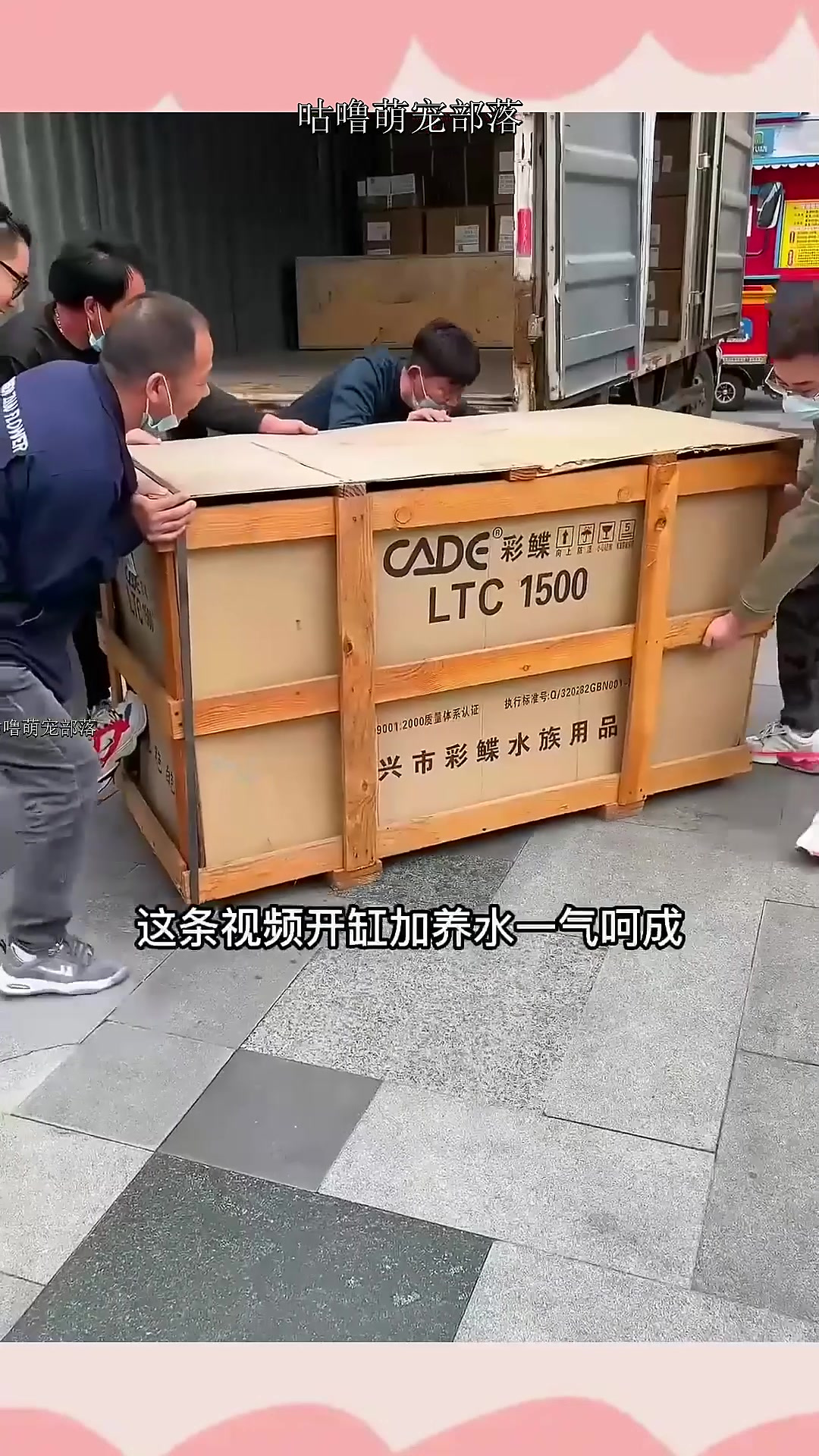 开个缸养巴卡雷龙鱼,一共要花多少钱?