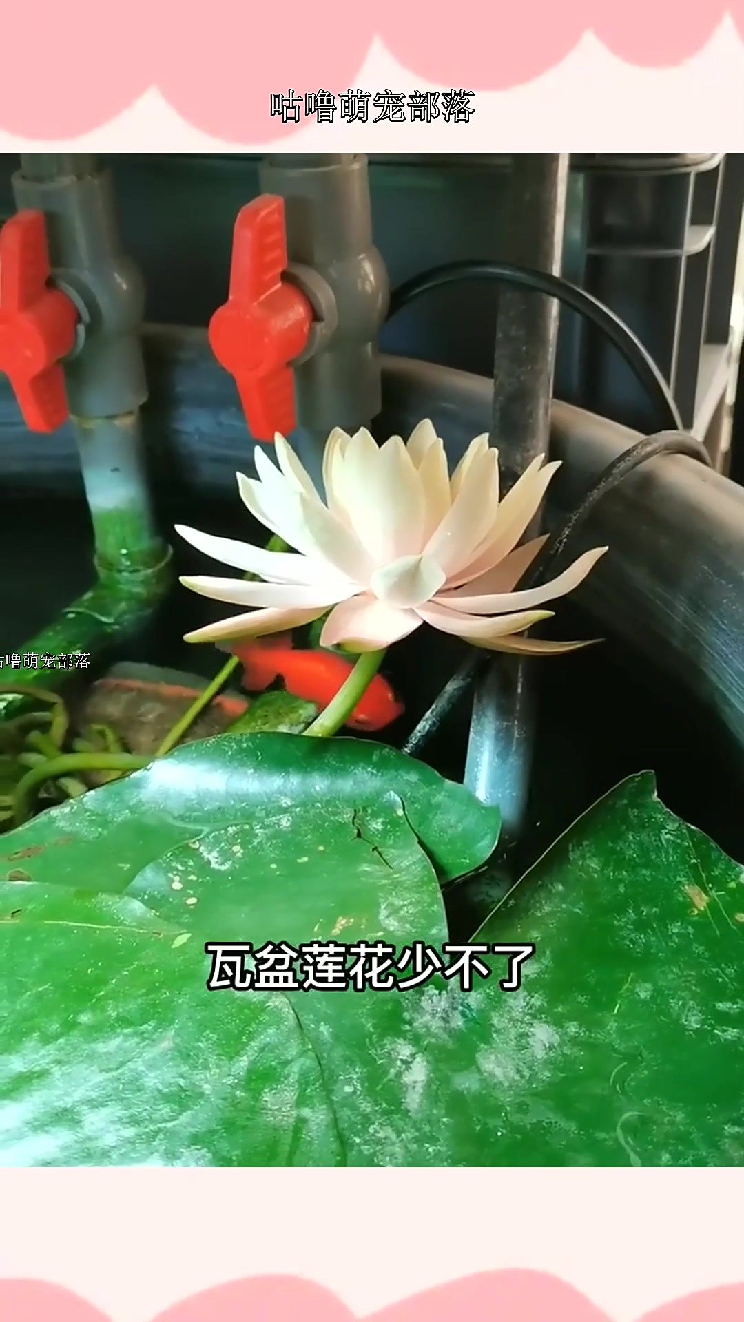 金鱼要想养的好,瓦盆莲花少不了,叶子烂了是剪掉?还是会自己长