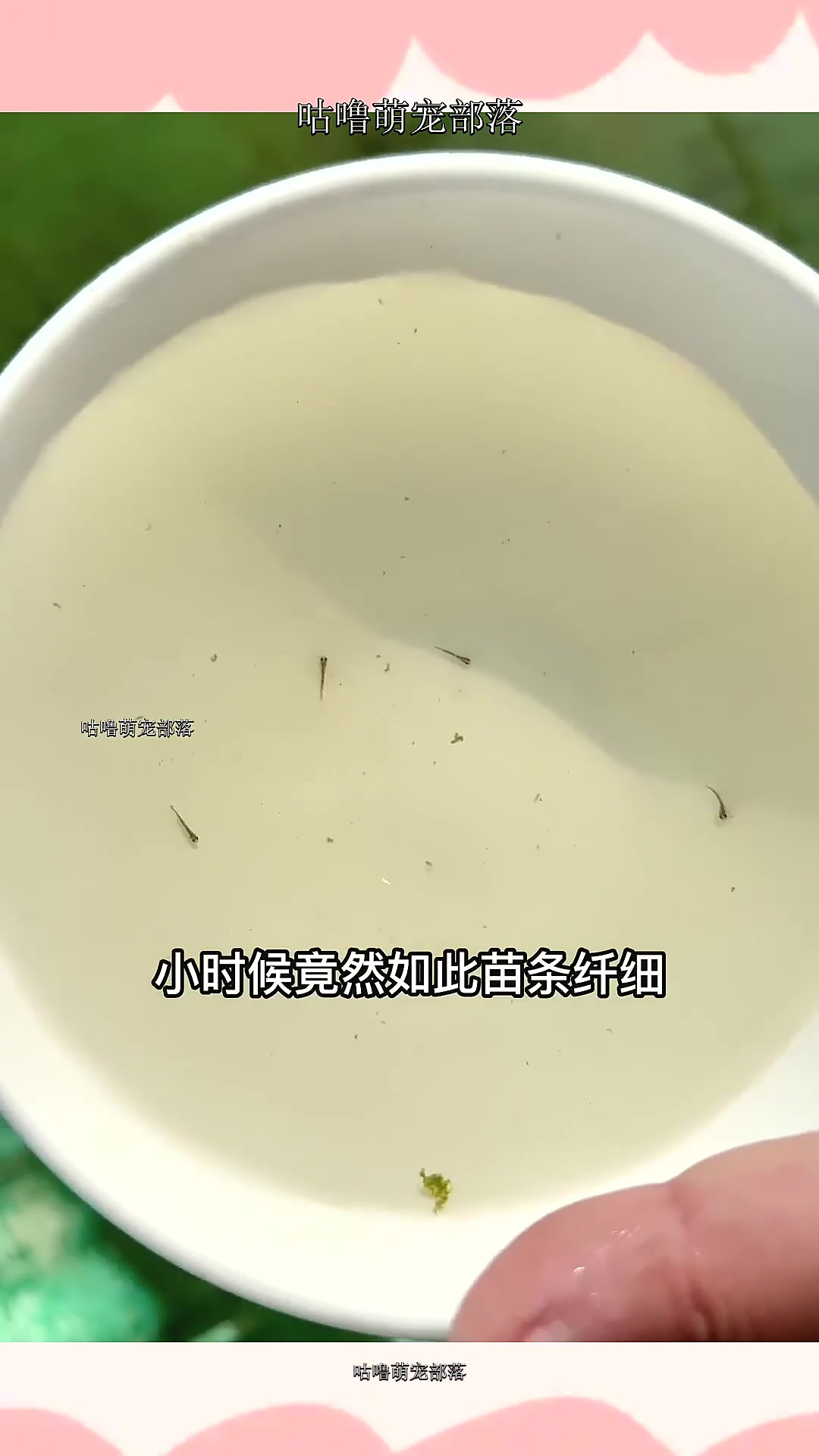 历经60天!看兰寿金鱼从苗条纤细到胖嘟嘟的有趣变化!