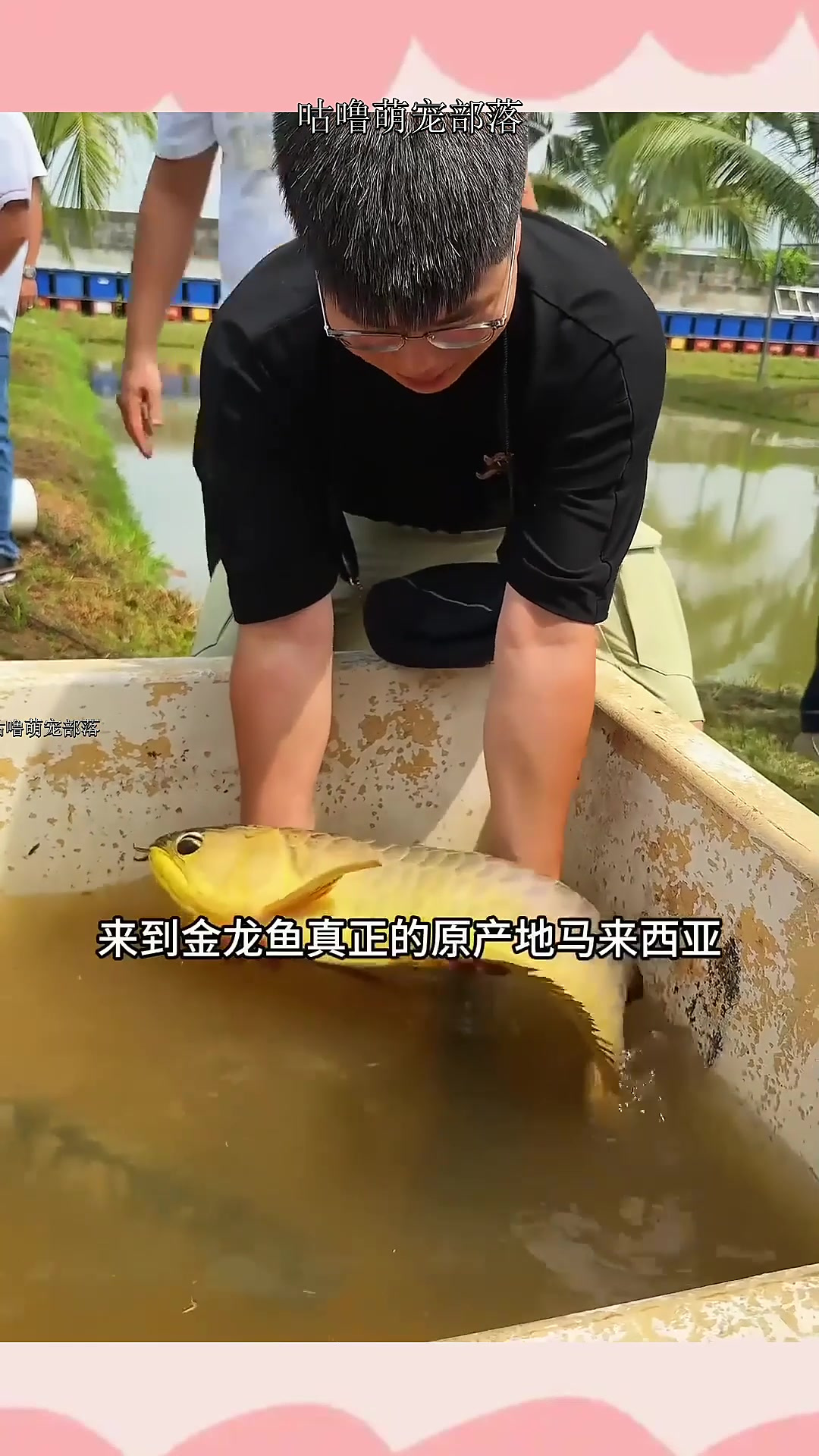 前往金龙鱼的原产地马来西亚,一条街上有几十家龙鱼厂!其中有