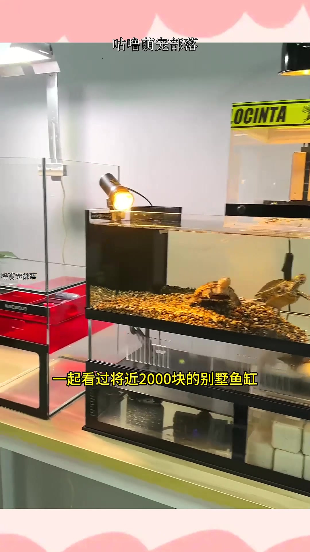 这年头,底滤鱼缸也能摆上桌了,抓重点快速介绍功能设计!能养的