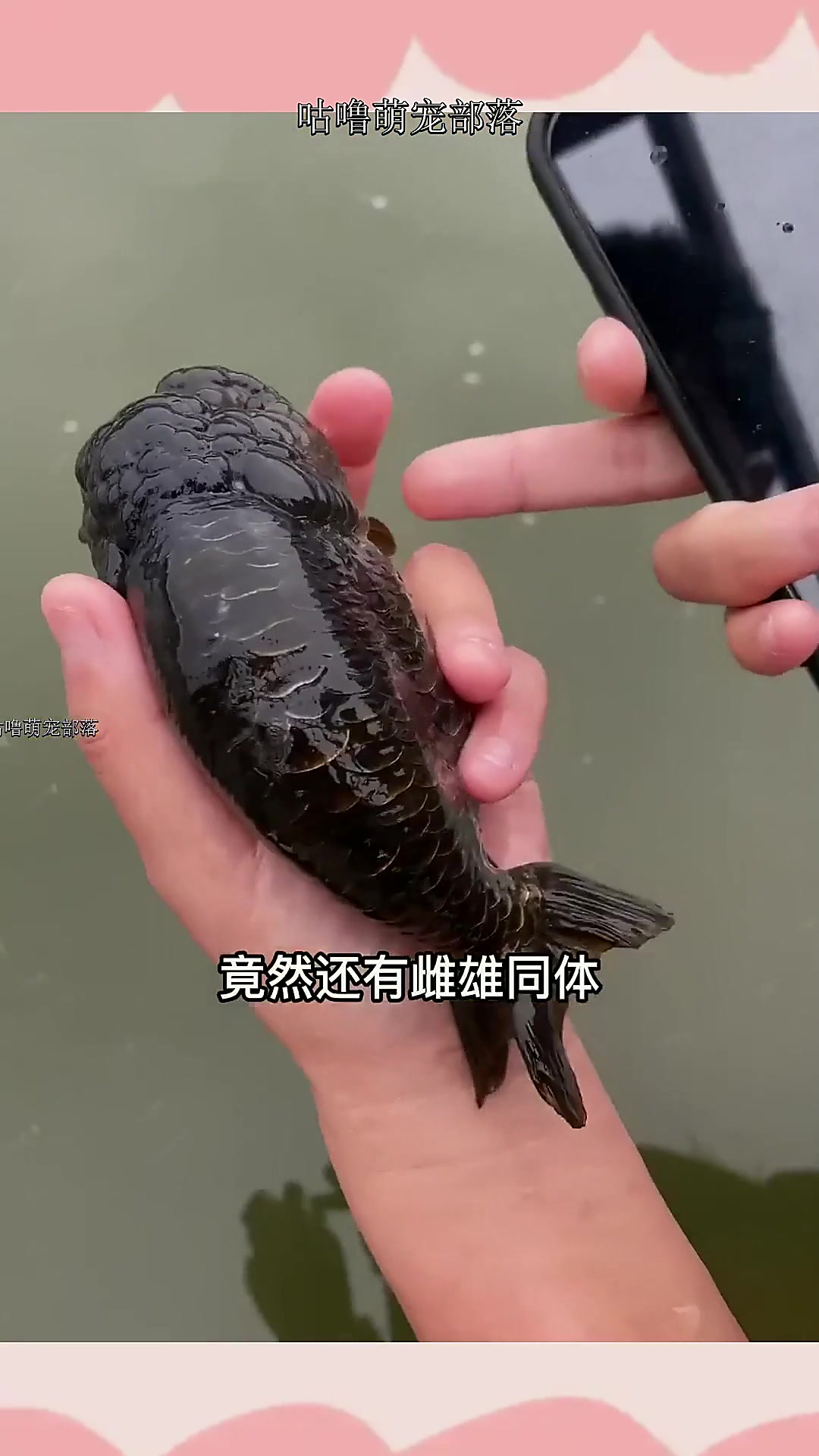 金鱼兰寿如何分公母?还有雌雄同体的鱼?