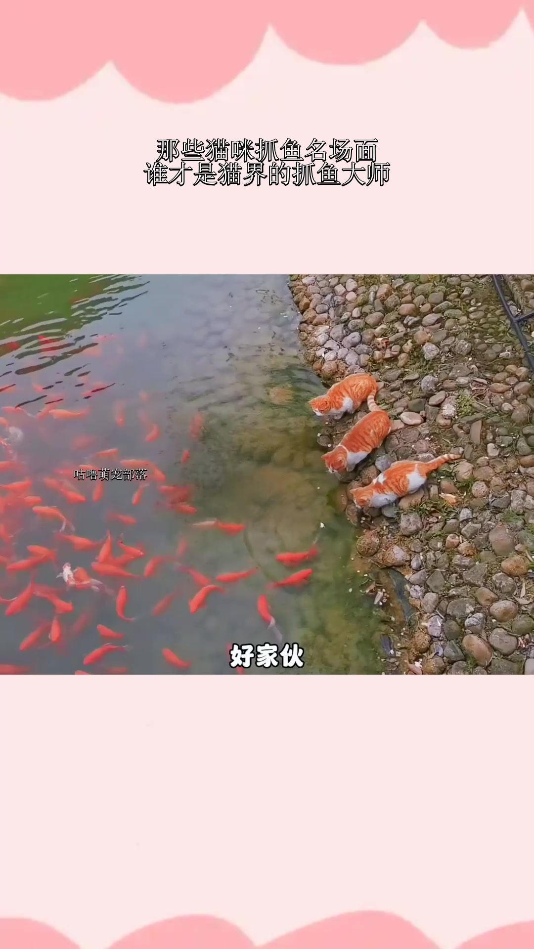 那些猫咪抓鱼名场面,谁才是猫界的抓鱼大师!