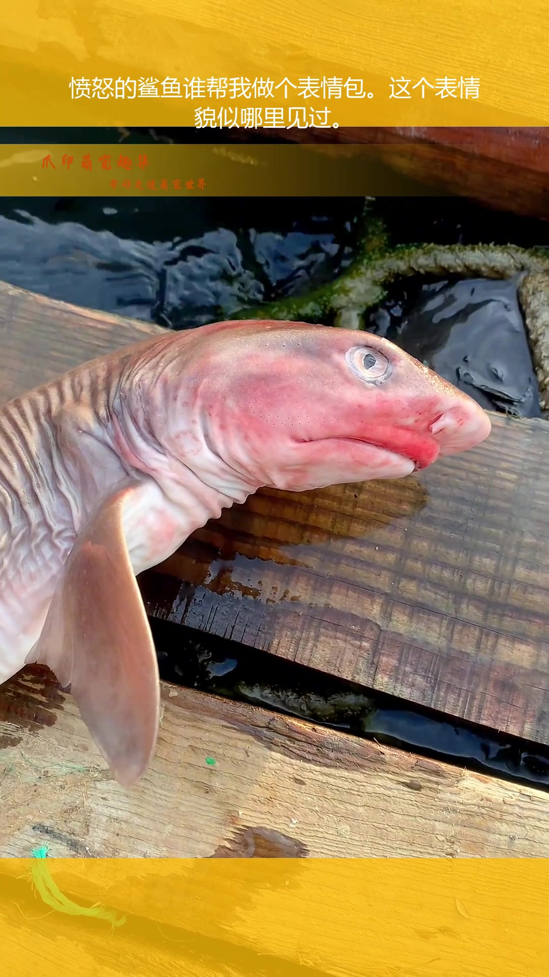 愤怒的鲨鱼谁帮我做个表情包。这个表情貌似哪里见过