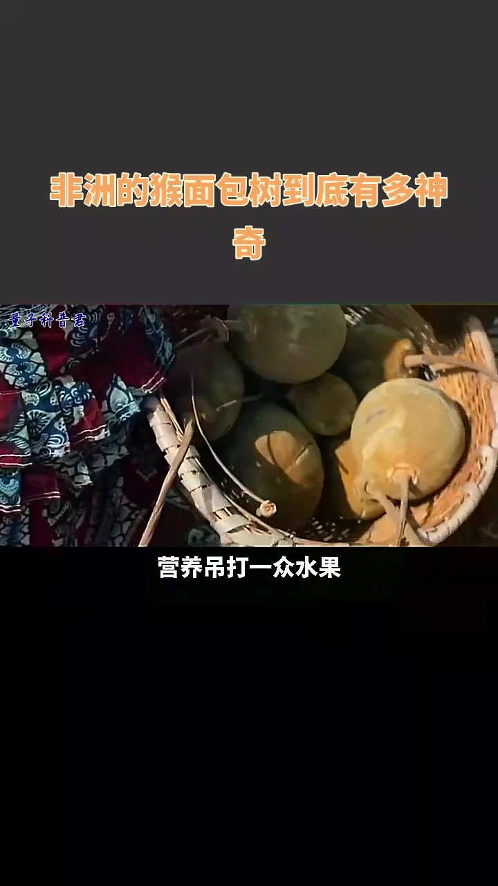非洲的猴面包树到底有多神奇?
