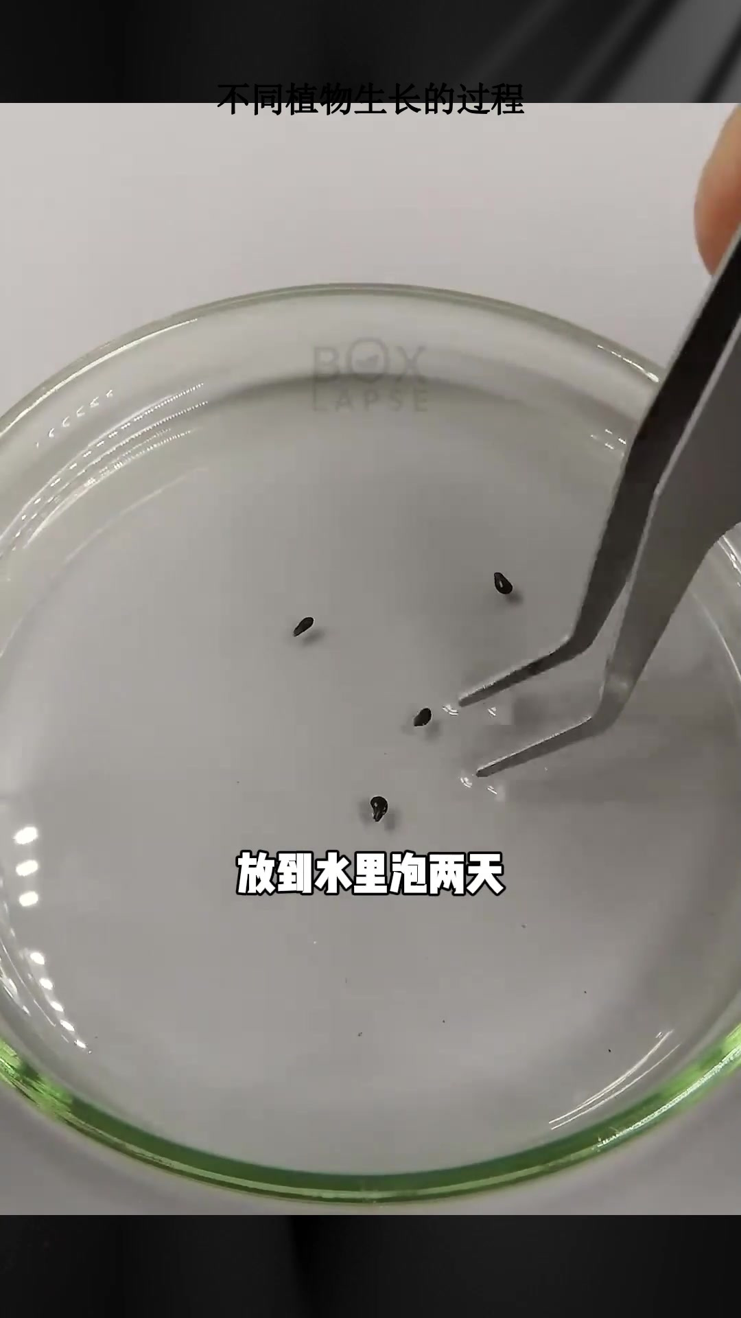 不同植物生长的过程