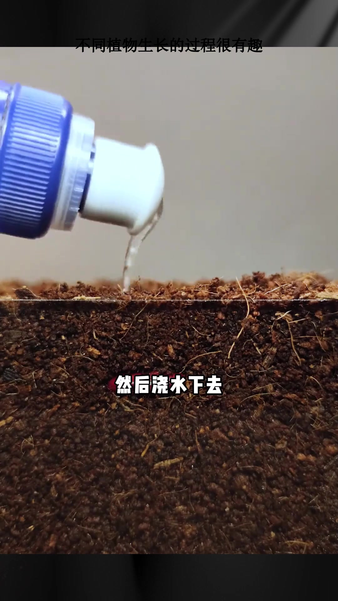 不同植物生长的过程很有趣