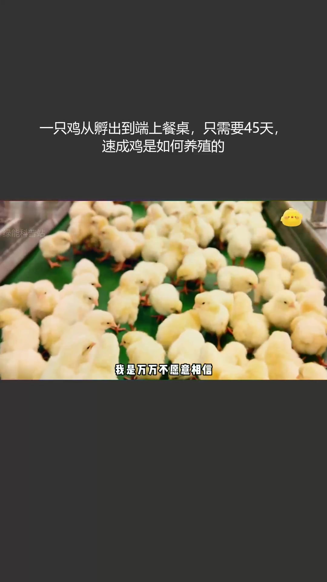一只鸡从孵出到端上餐桌,只需要45天,速成鸡是如何养殖的