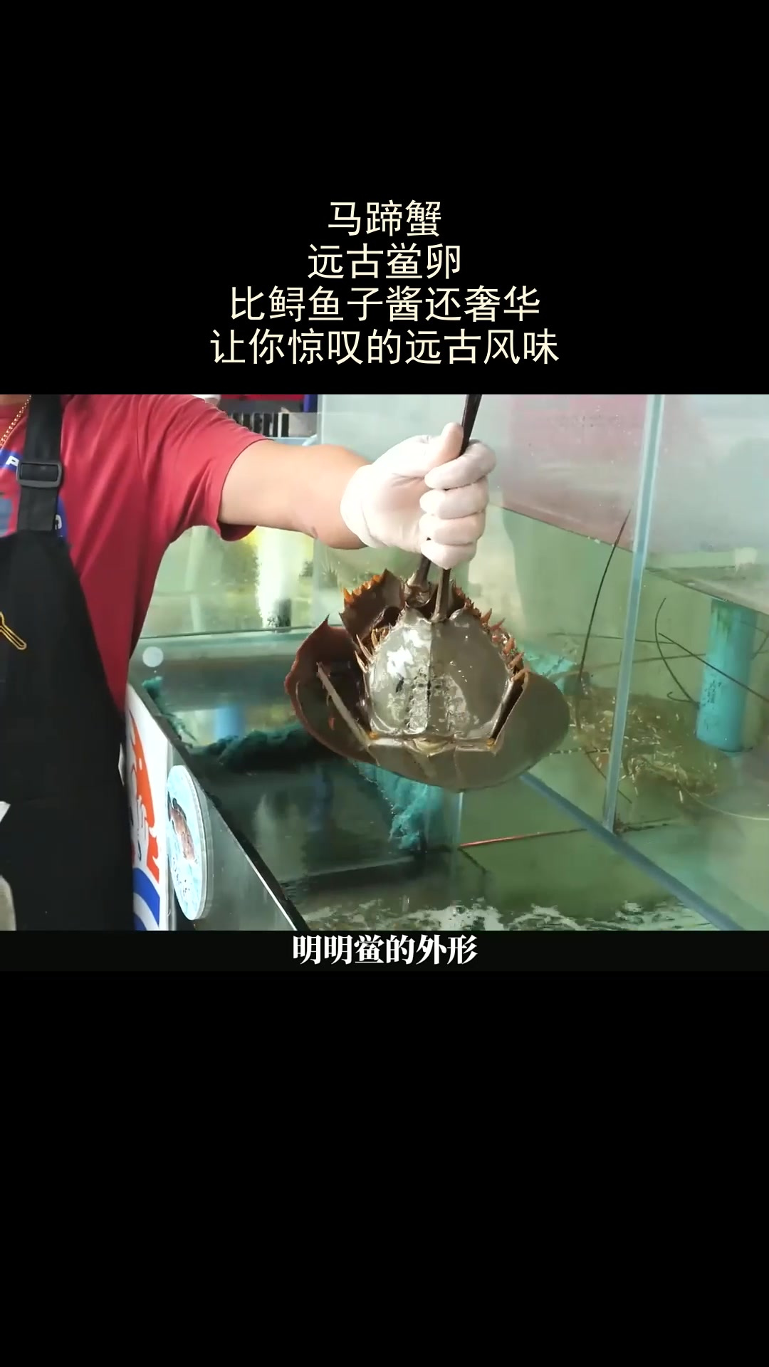 马蹄蟹鲎卵,比鲟鱼子酱还奢华的远古风味