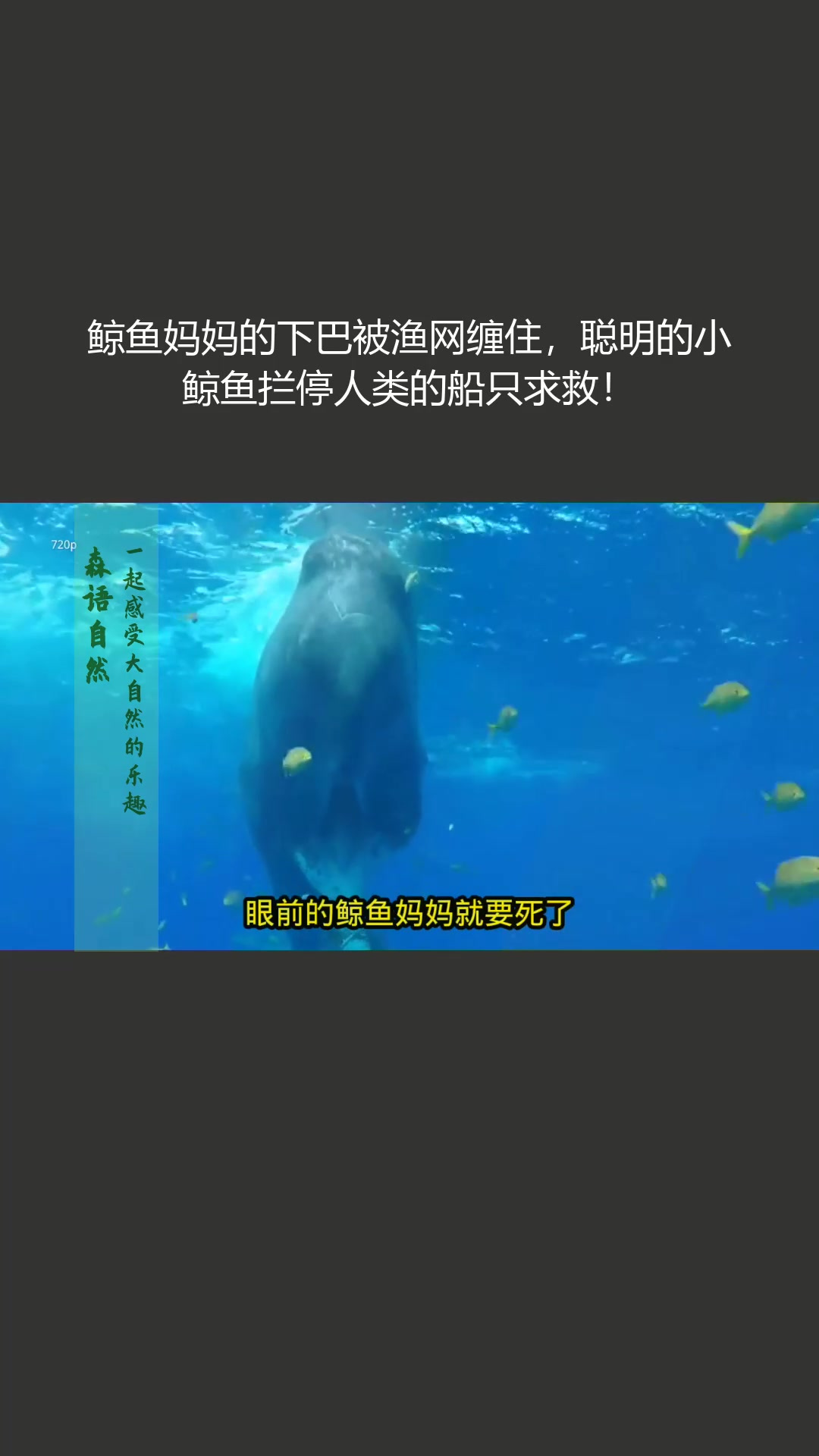 鲸鱼妈妈的下巴被渔网缠住,聪明的小鲸鱼拦停人类的船只求救!