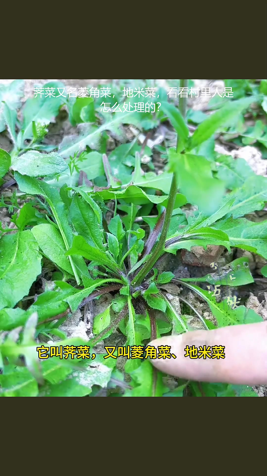 荠菜又名菱角菜,地米菜,看看村里人是怎么处理的?