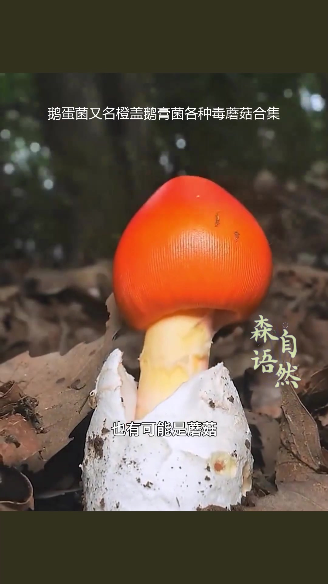 鹅蛋菌又名橙盖鹅膏菌各种毒蘑菇合集