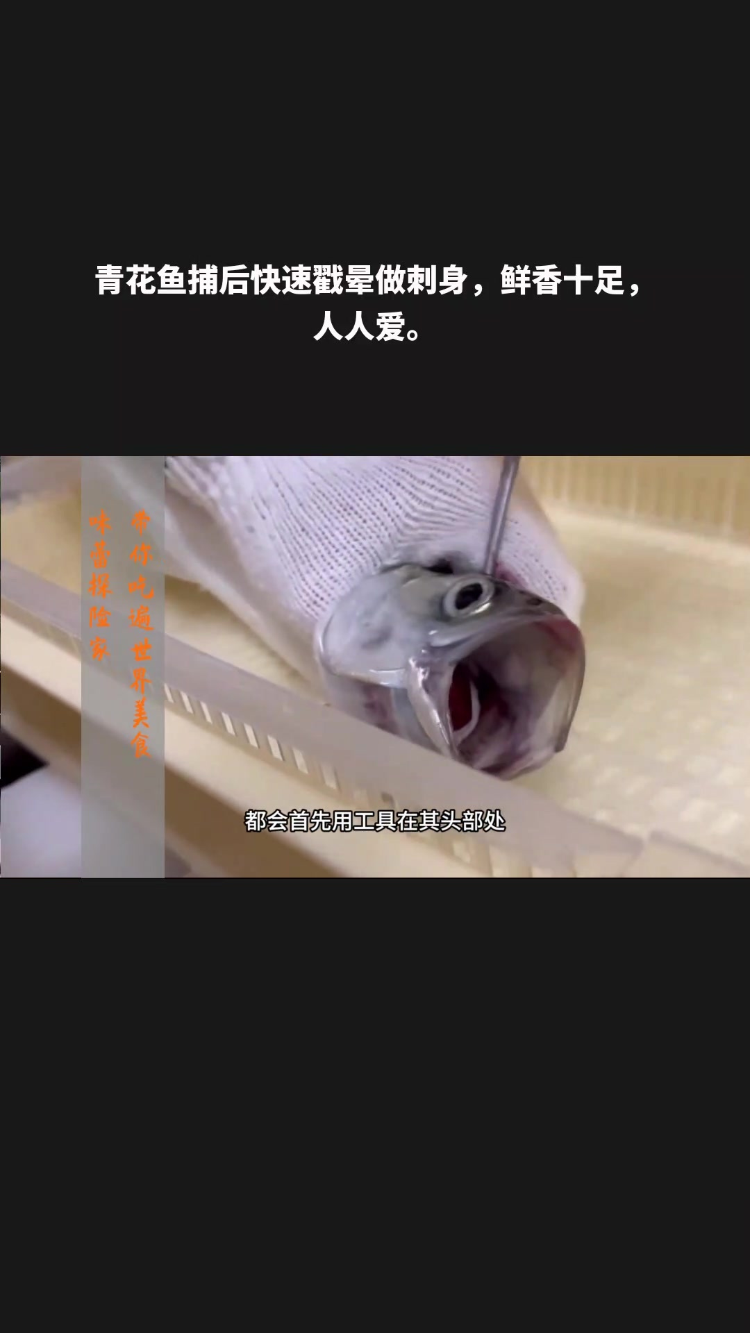 青花鱼捕后快速戳晕做刺身,鲜香十足,人人爱