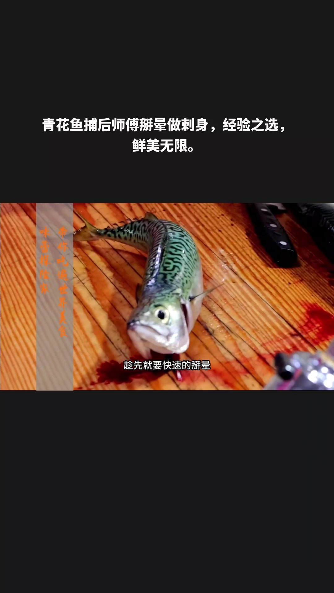 青花鱼捕后师傅掰晕做刺身,经验之选,鲜美无限