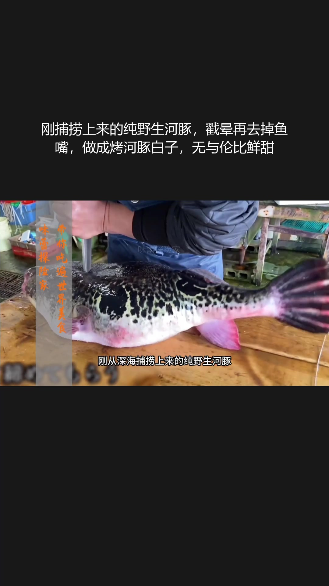 刚捕捞上来的纯野生河豚,处理后做成烤河豚白子