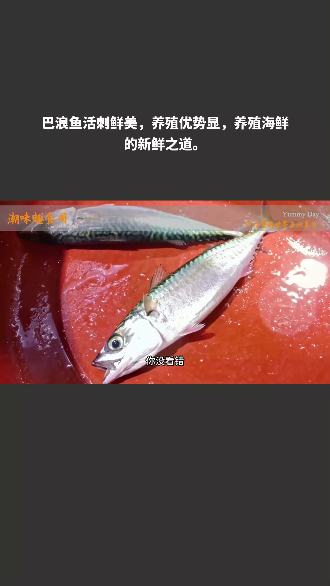 巴浪鱼活刺鲜美,养殖优势显,养殖海鲜的新鲜之道