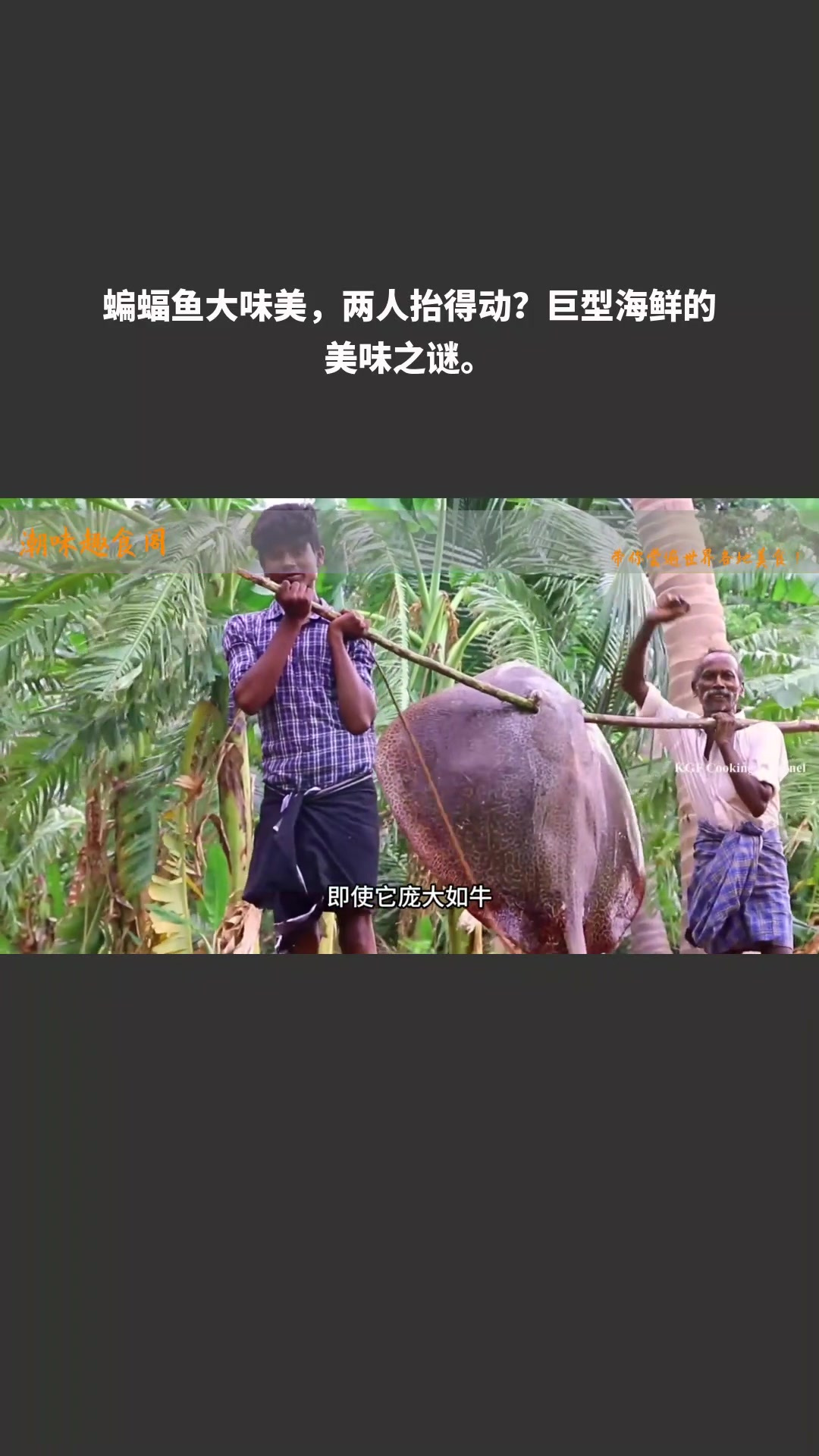 蝙蝠鱼大味美,两人抬得动?巨型海鲜的美味之谜