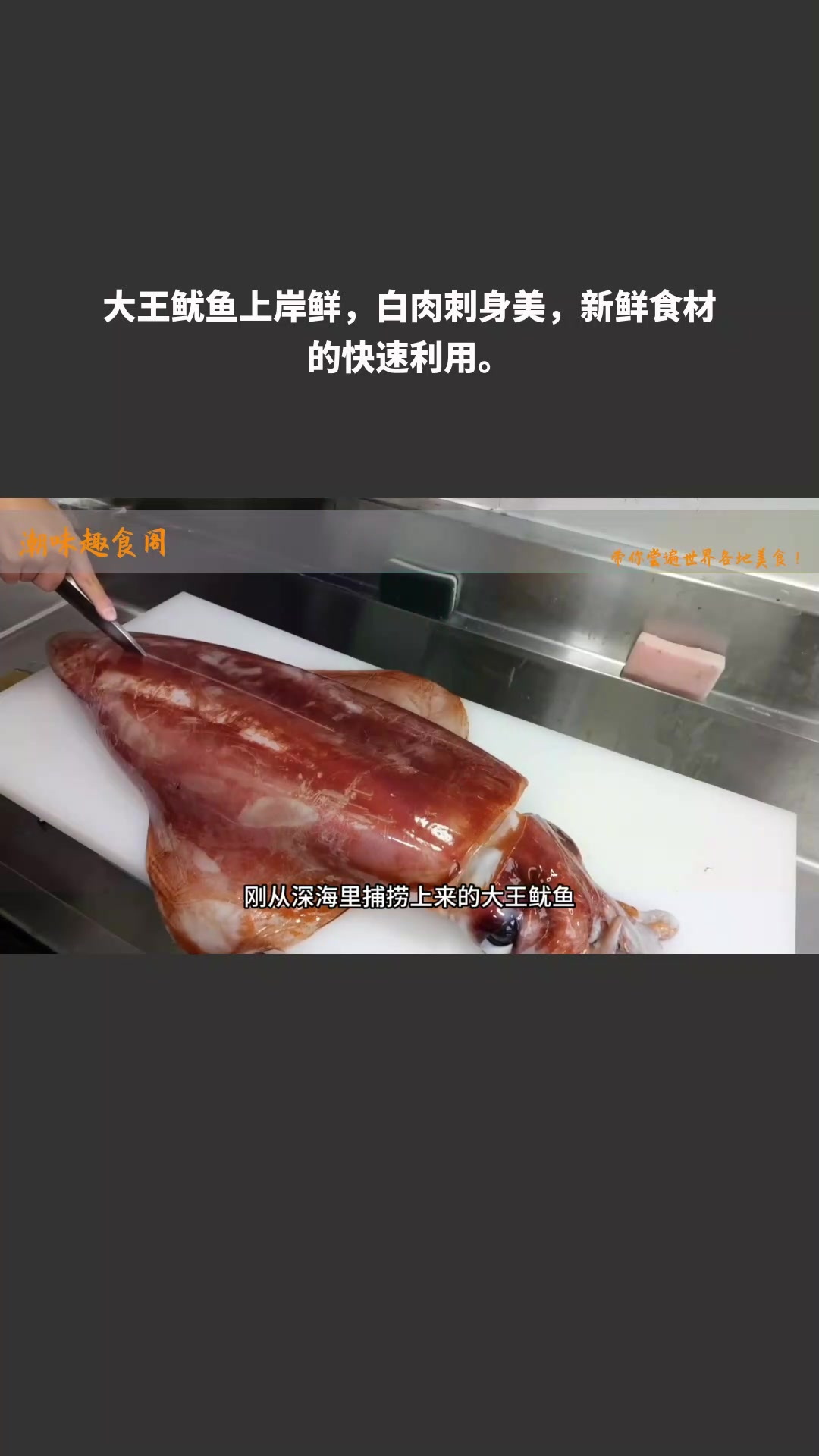 大王鱿鱼上岸鲜,白肉刺身美,新鲜食材的快速利用