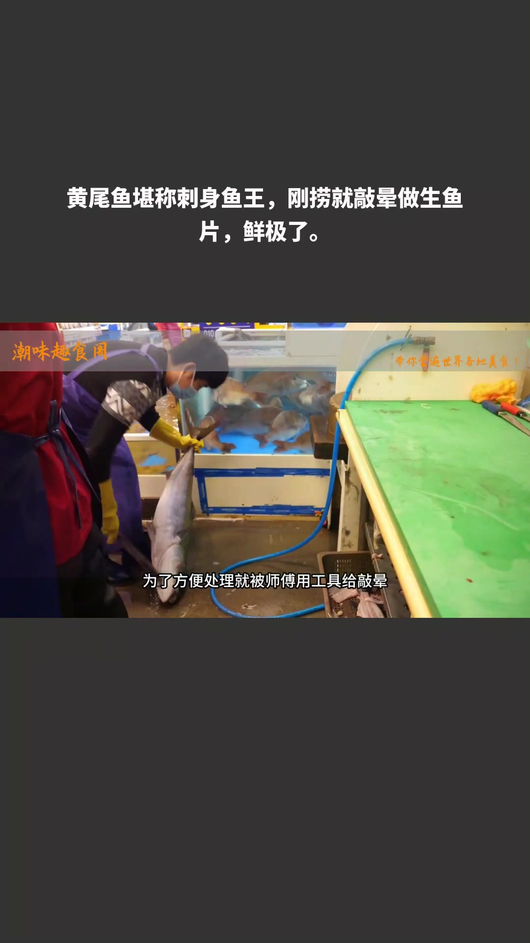 黄尾鱼堪称刺身鱼王,刚捞就敲晕做生鱼片,鲜极了