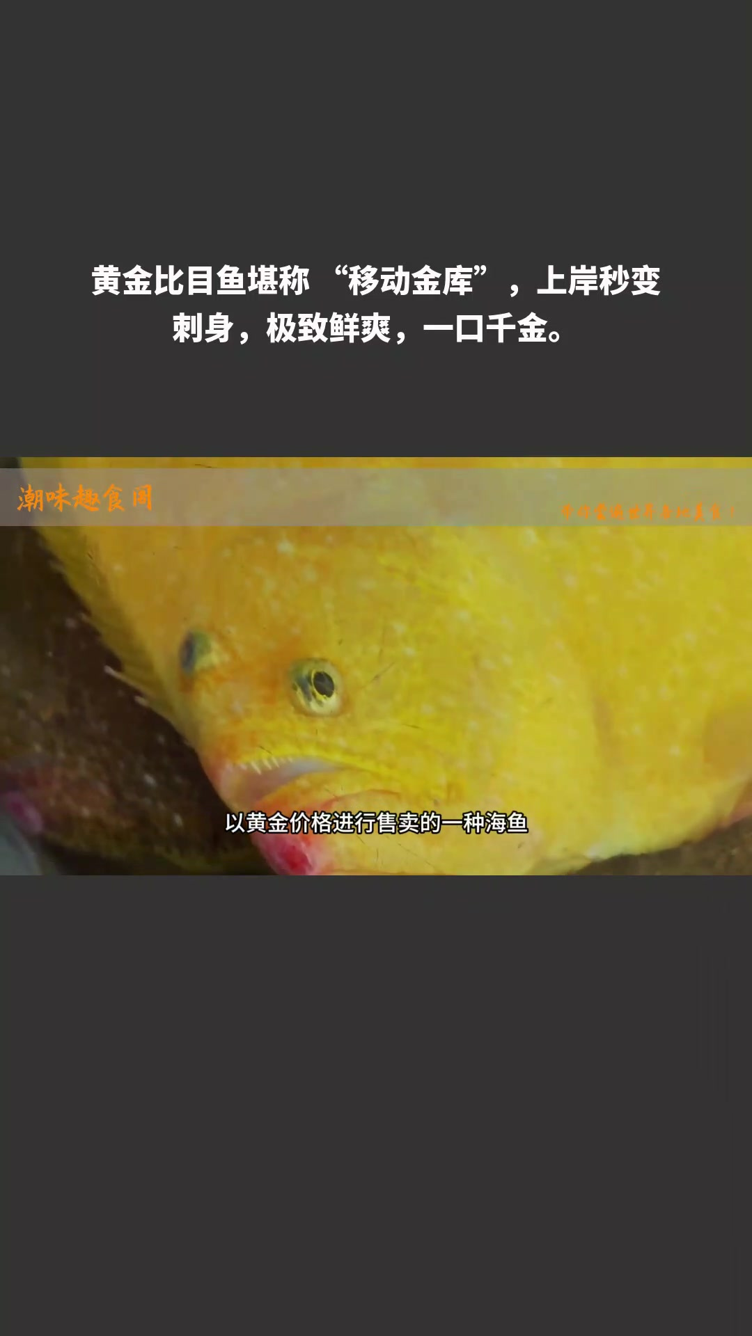 黄金比目鱼堪称 “移动金库”,上岸秒变刺身,极致鲜爽,一口千