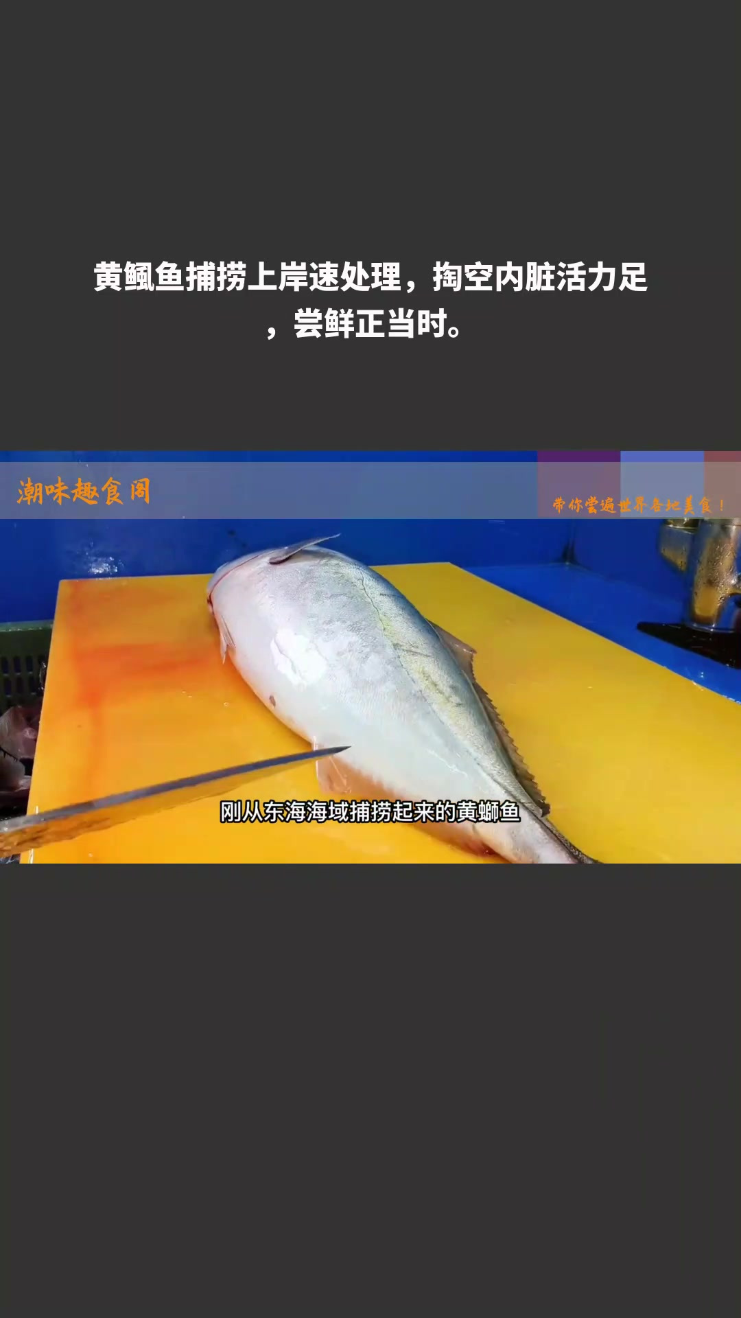 黄鲺鱼捕捞上岸速处理,掏空内脏活力足,尝鲜正当时
