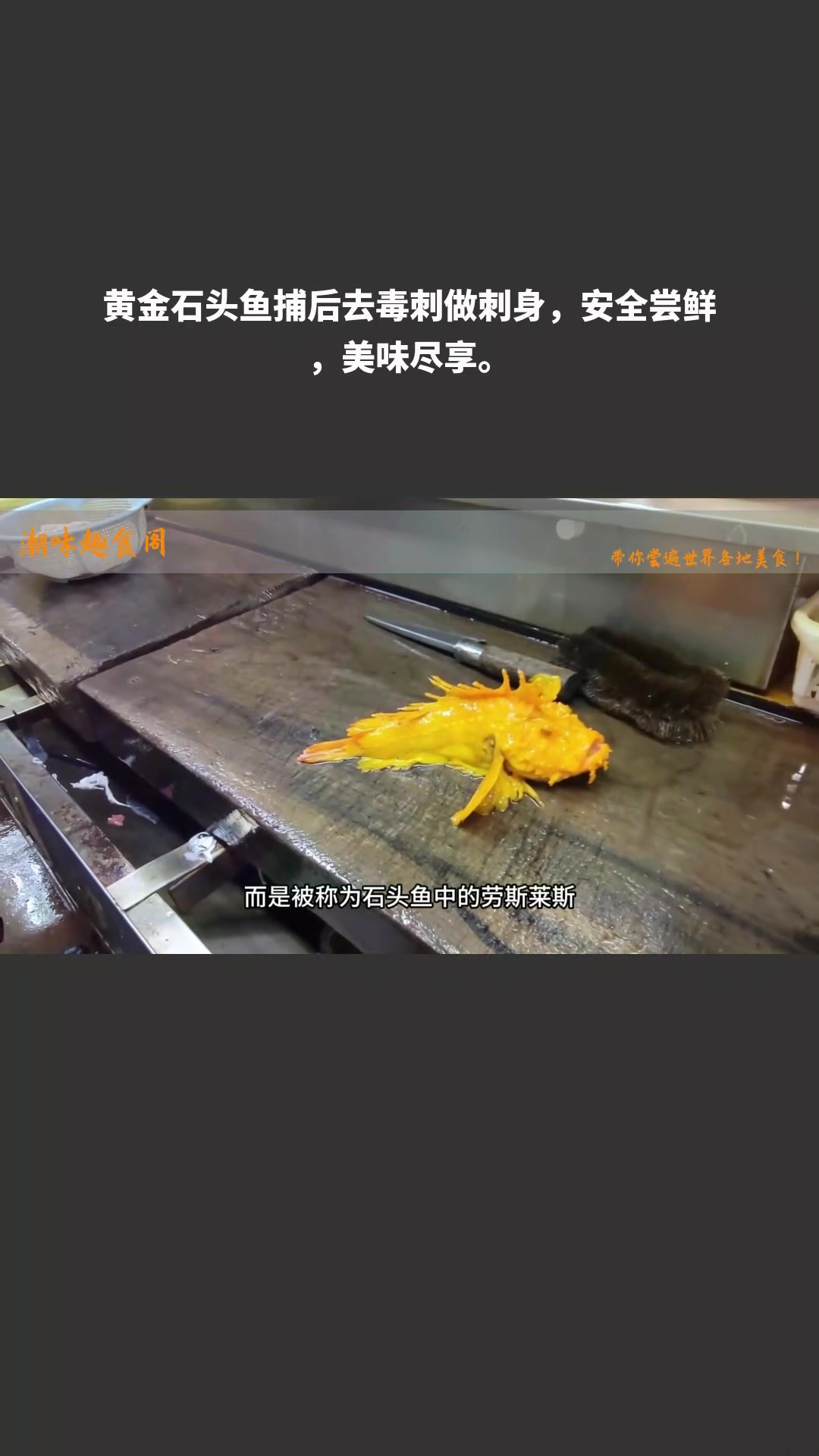 黄金石头鱼捕后去毒刺做刺身,安全尝鲜,美味尽享