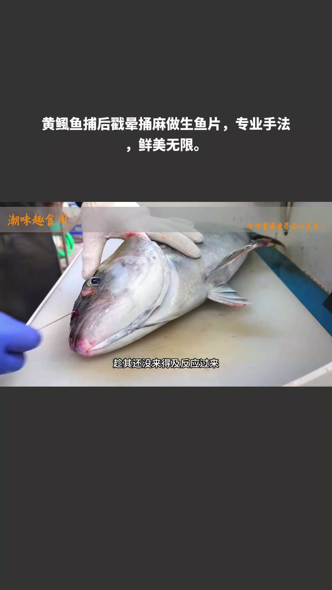 黄鲺鱼捕后戳晕捅麻做生鱼片,专业手法,鲜美无限