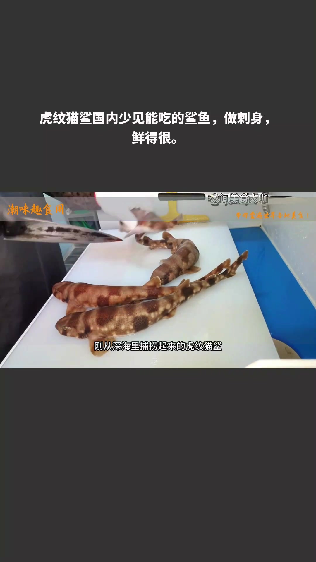 虎纹猫鲨国内少见能吃的鲨鱼,做刺身,鲜得很