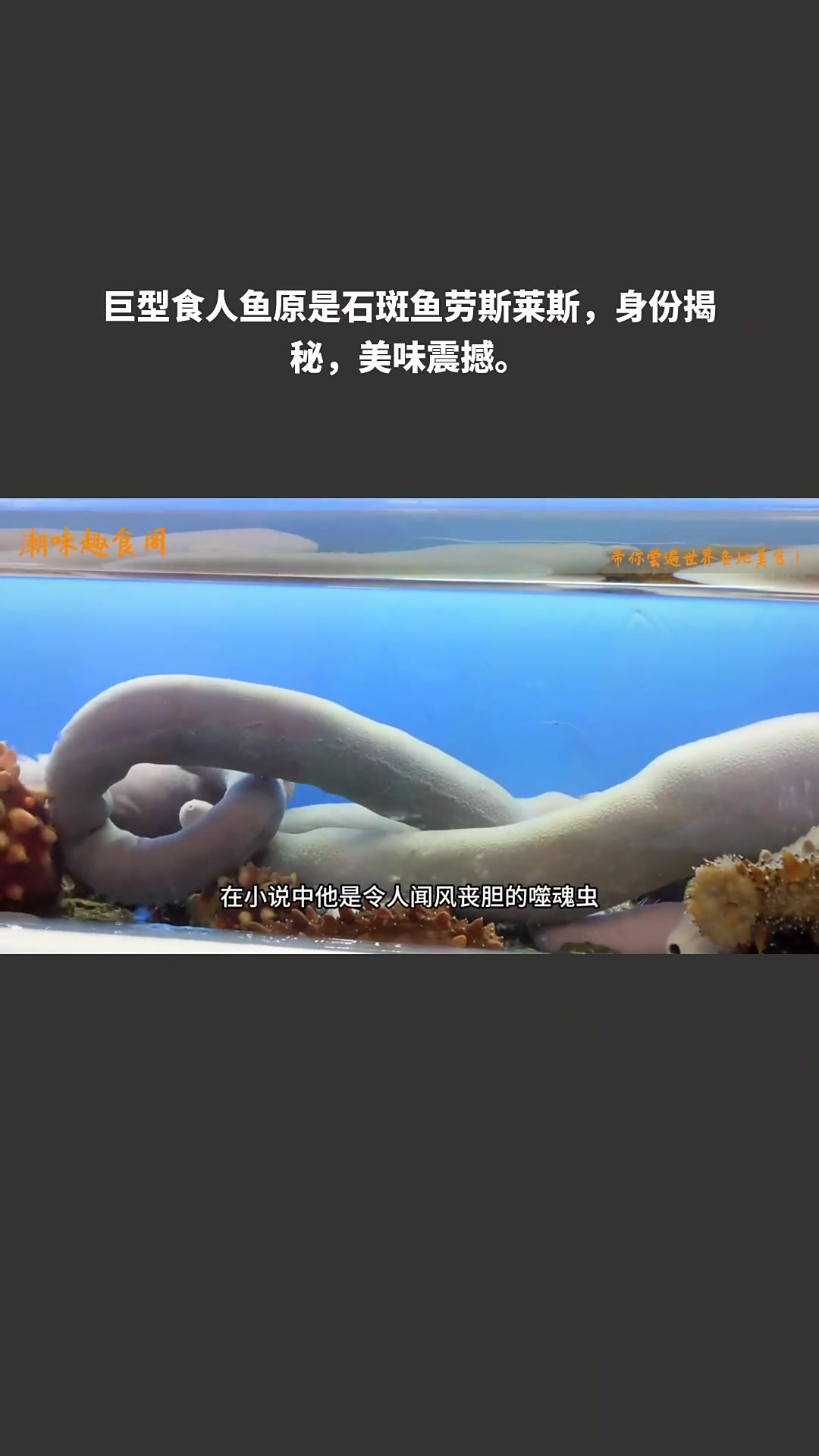 巨型食人鱼原是石斑鱼劳斯莱斯,身份揭秘,美味震撼