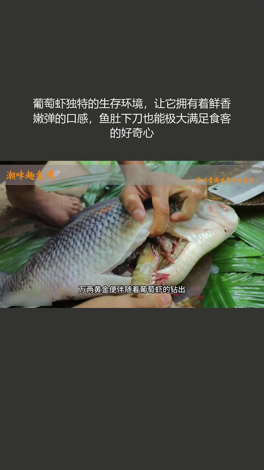 葡萄虾独特环境造就鲜美口感,鱼肚下刀引好奇