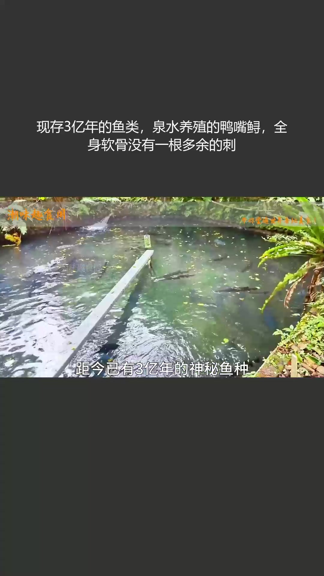 现存 3 亿年的鸭嘴鲟,泉水养殖,全身软骨无多余刺